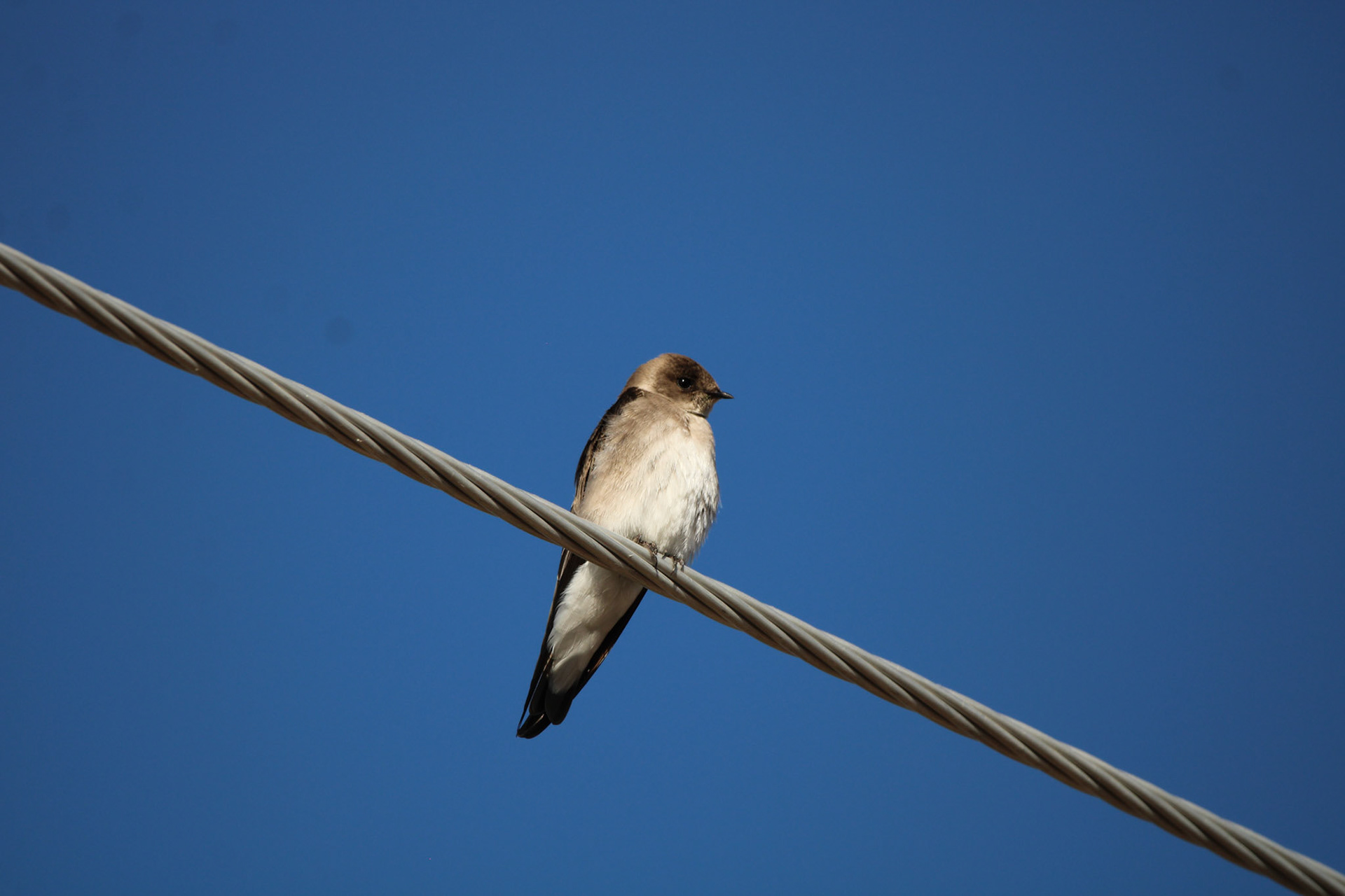 Northern Rough-winged Swallow