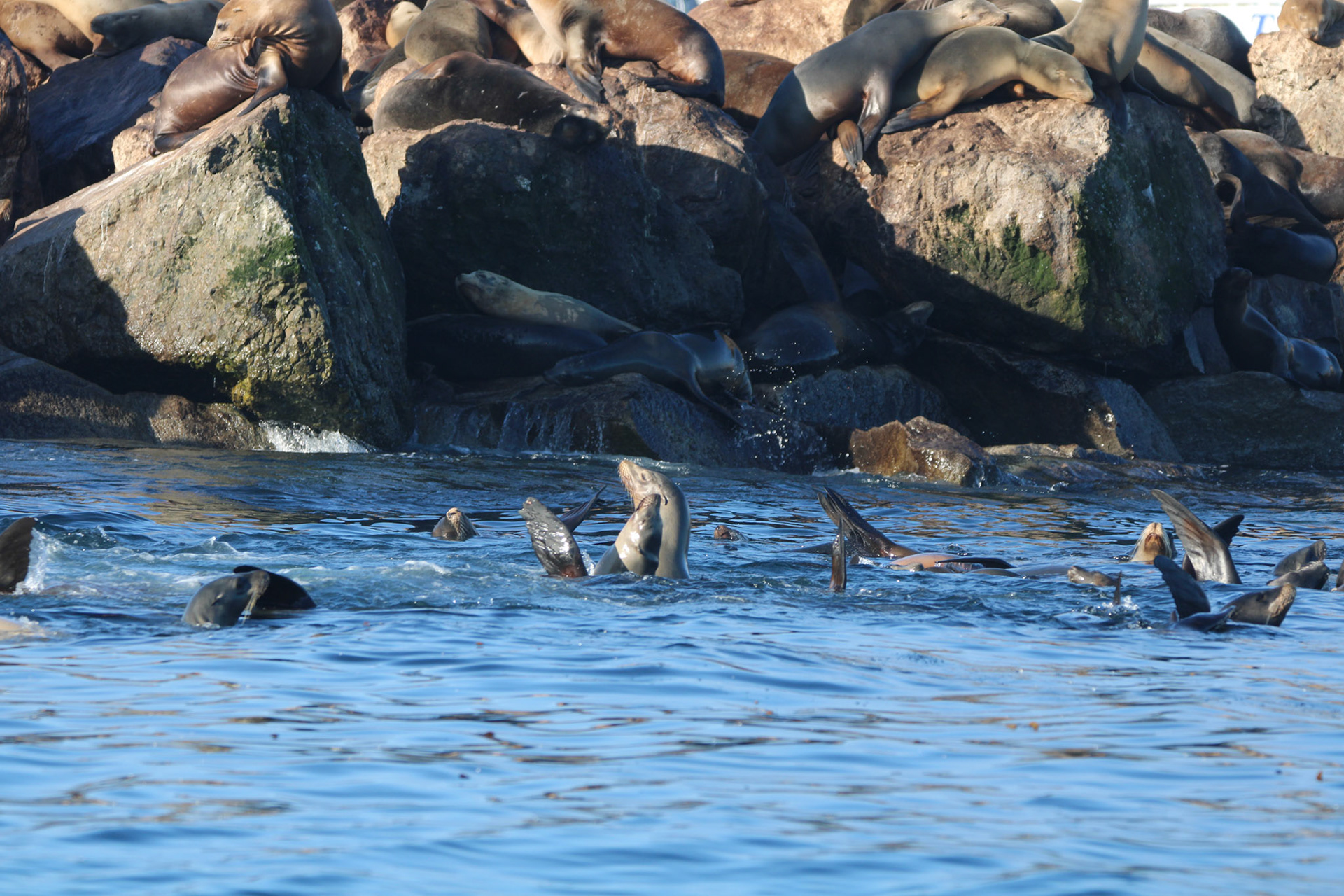 California Sea Lion - Monterey Bay, CA