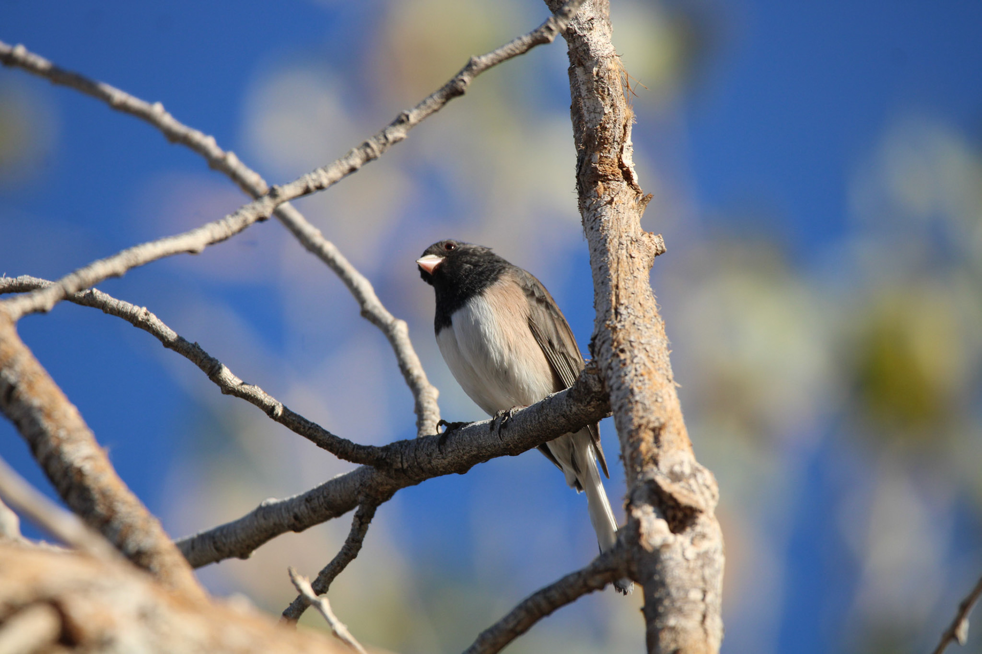 Dark-eyed Junco