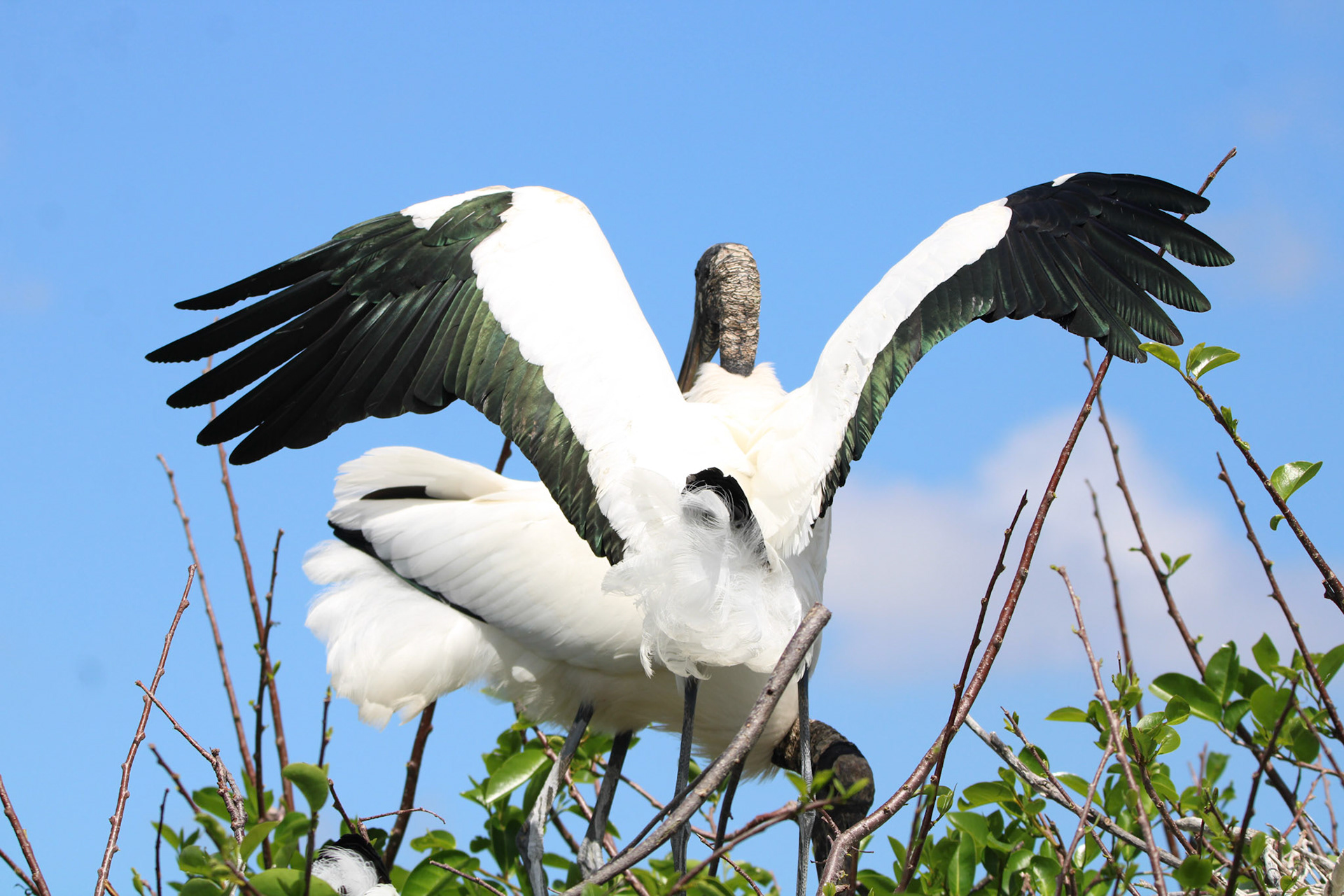 Wood Stork - Wakodahatchee Wetlands