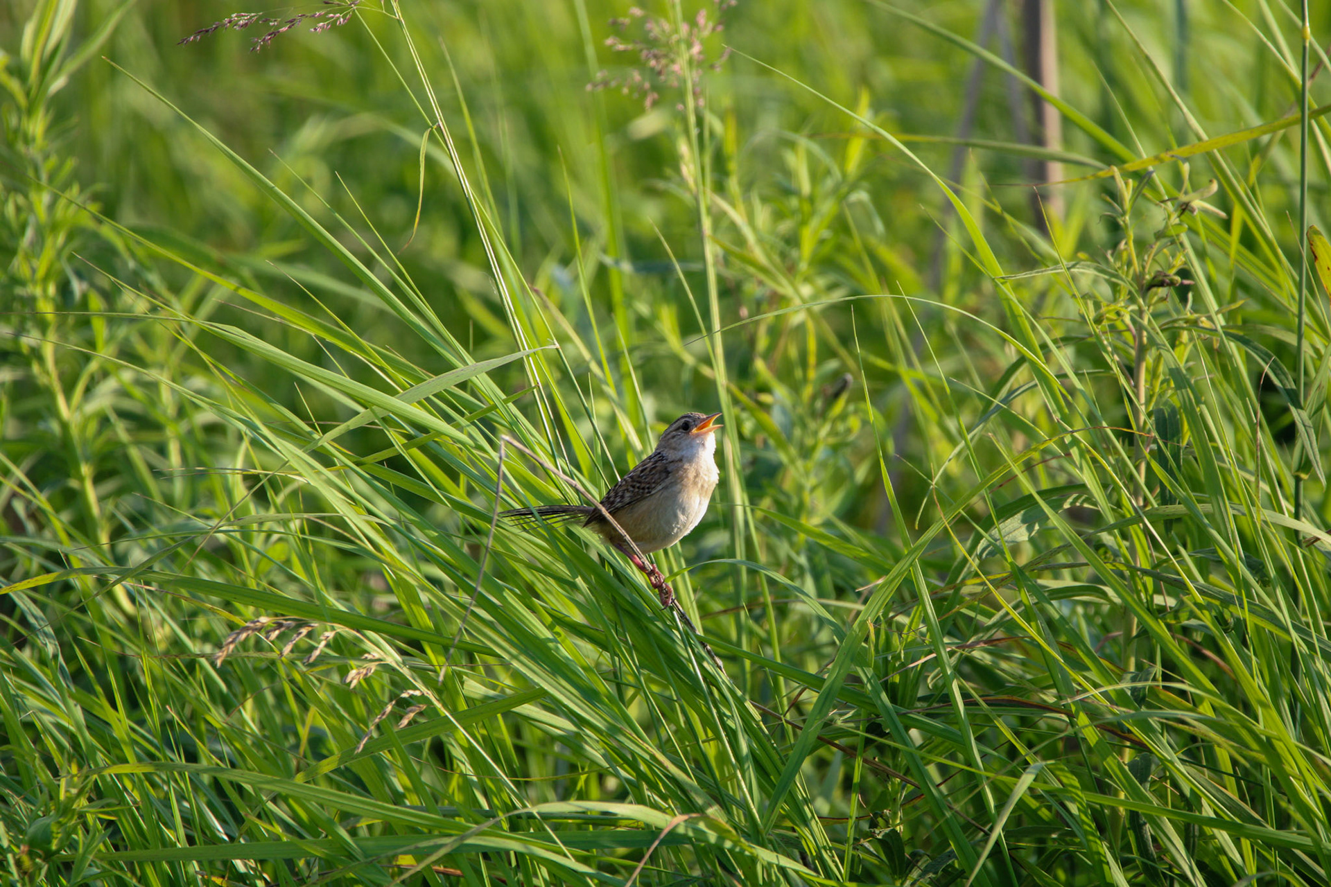 Sedge Wren