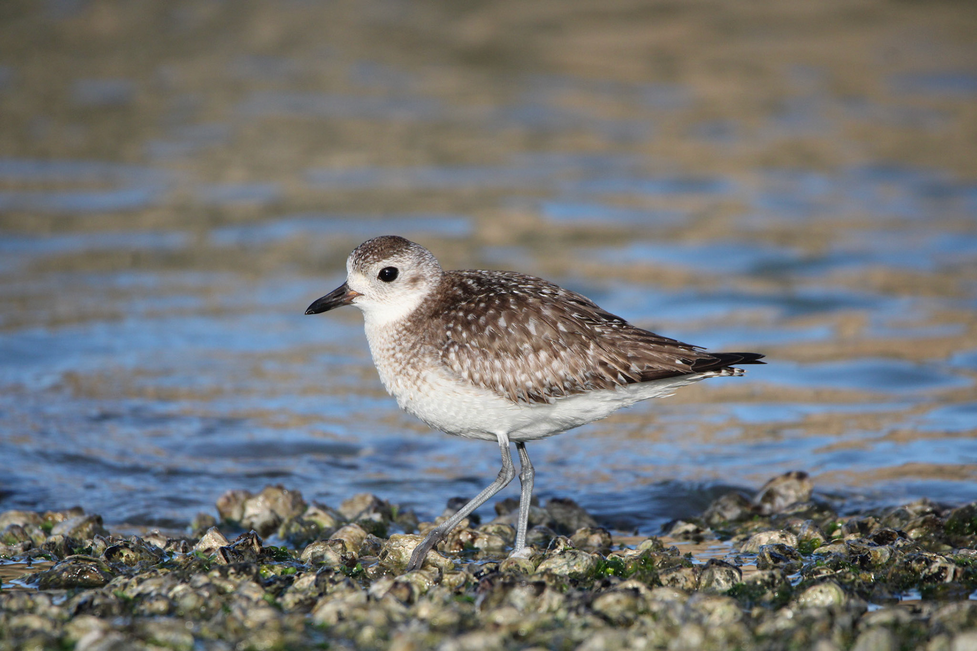 Black-bellied Plover
