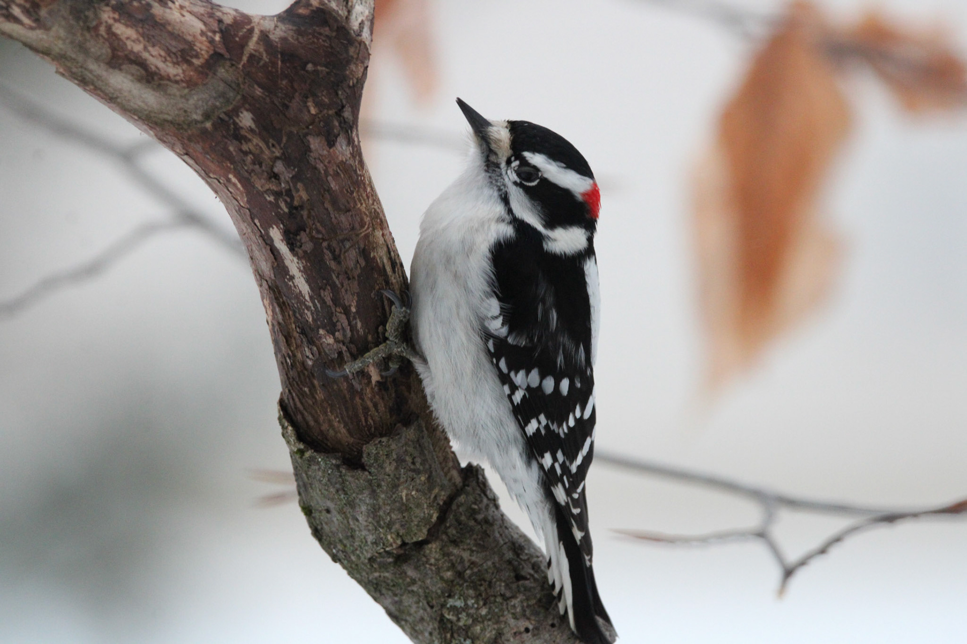Downy Woodpecker