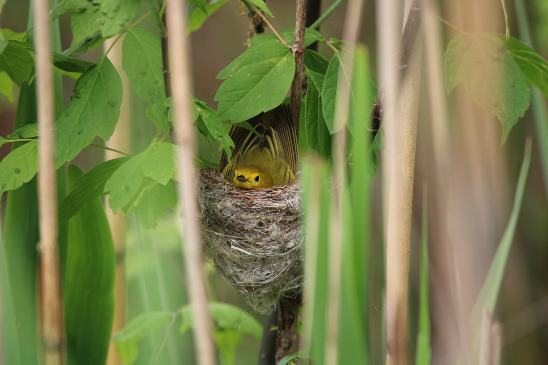 Yellow Warbler