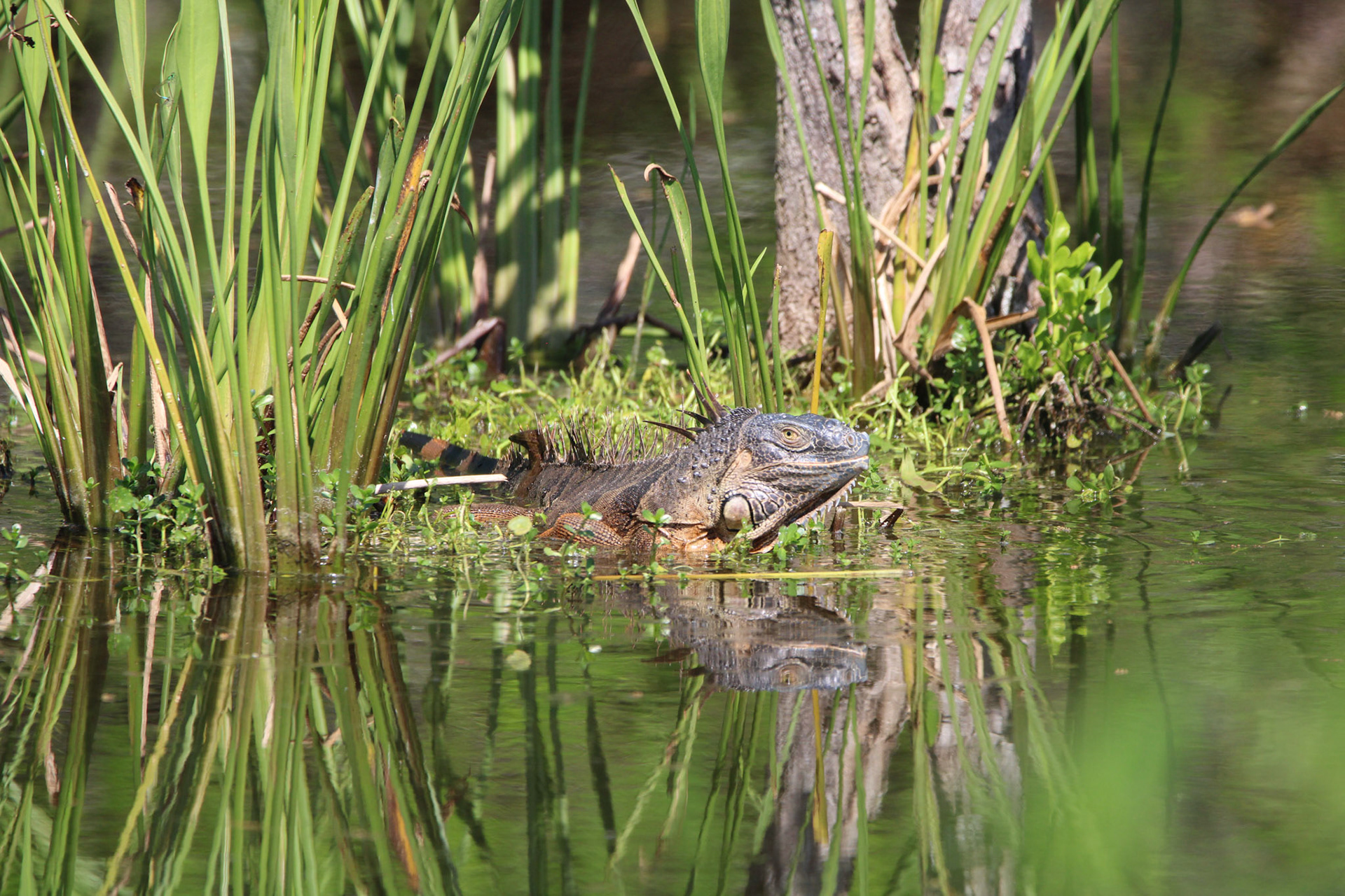 Iguana - Wakodahatchee Wetlands