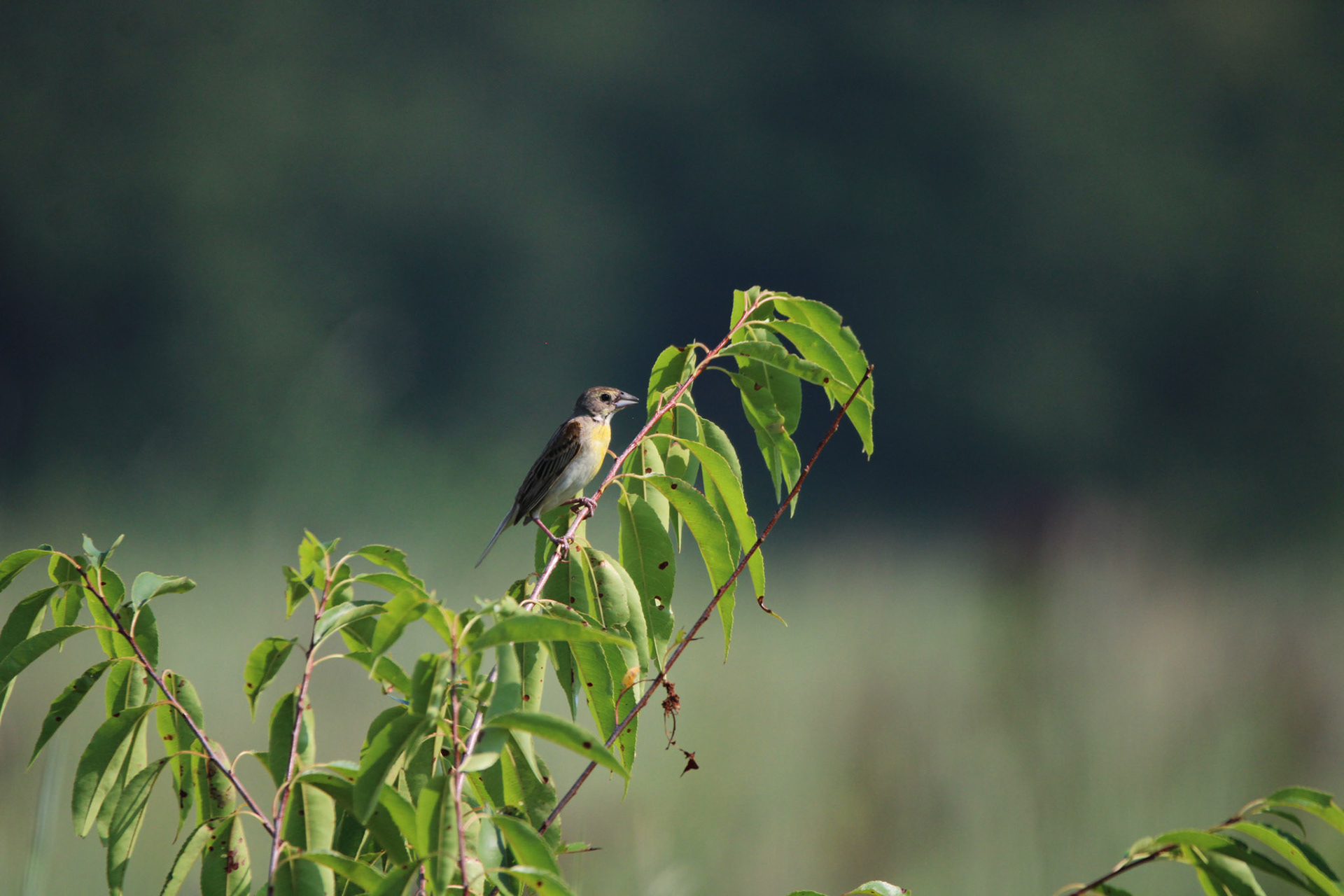 Dickcissel (F)