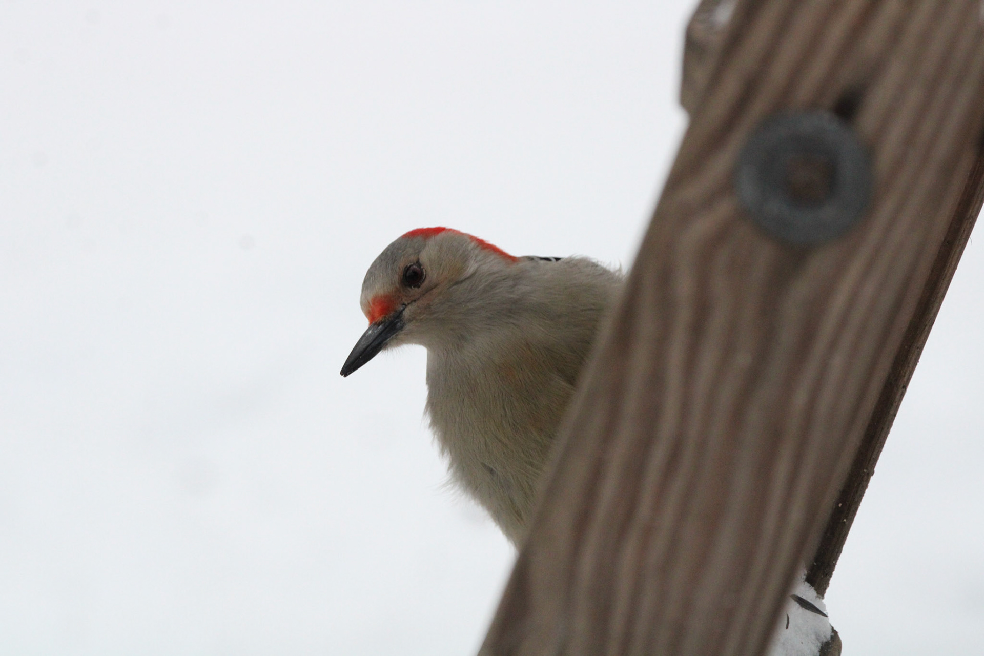 Red-bellied Woodpecker