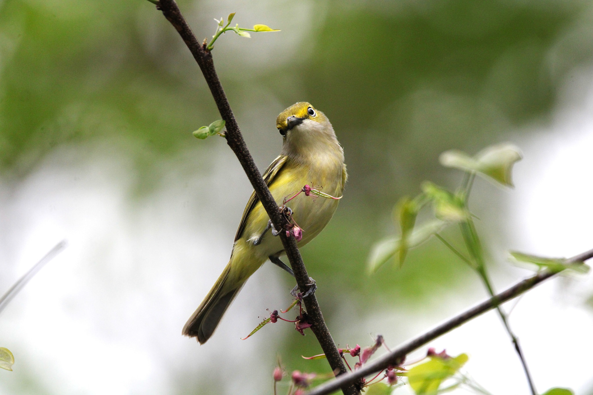White-eyed Vireo