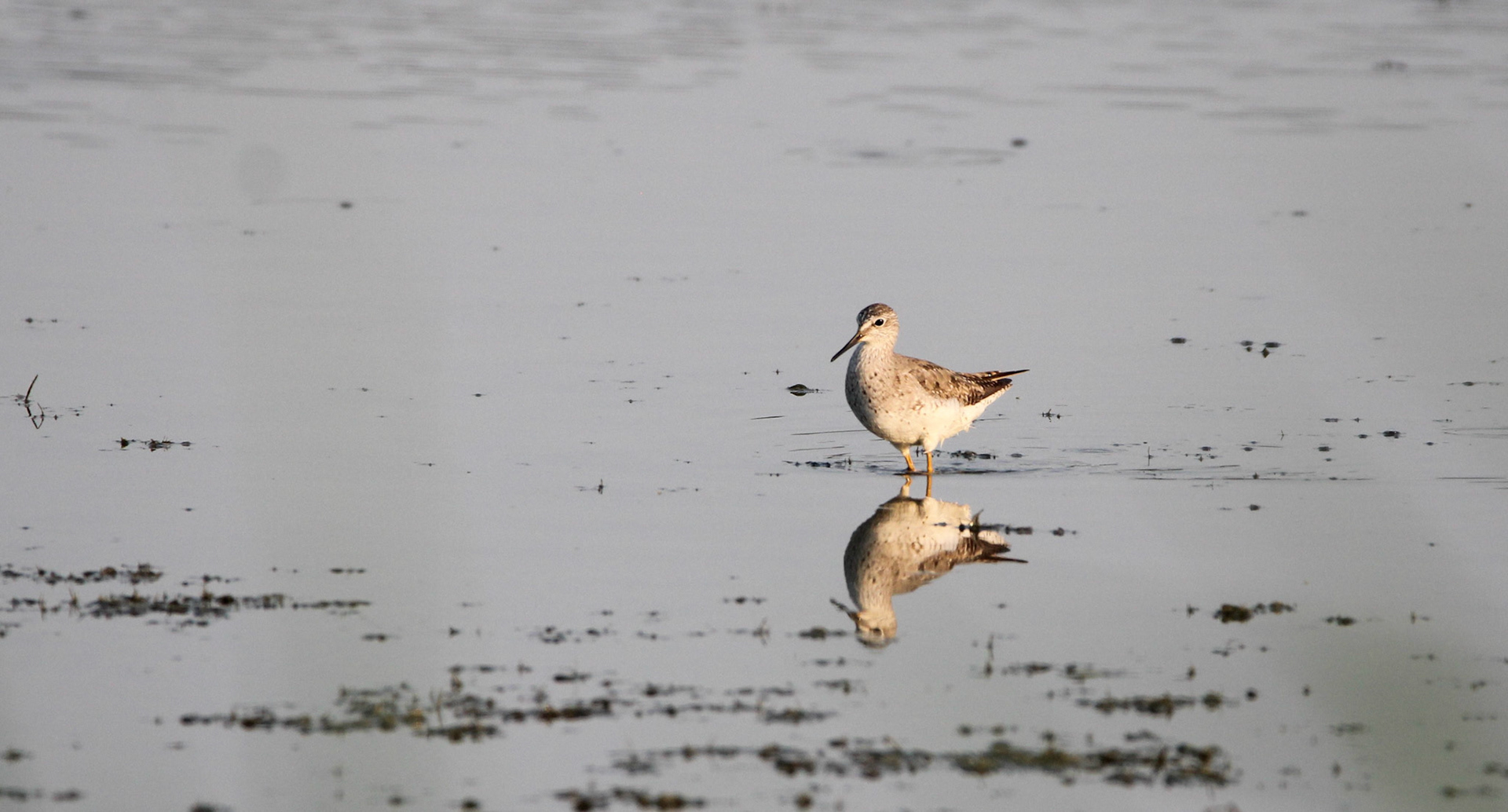 Lesser Yellowlegs
