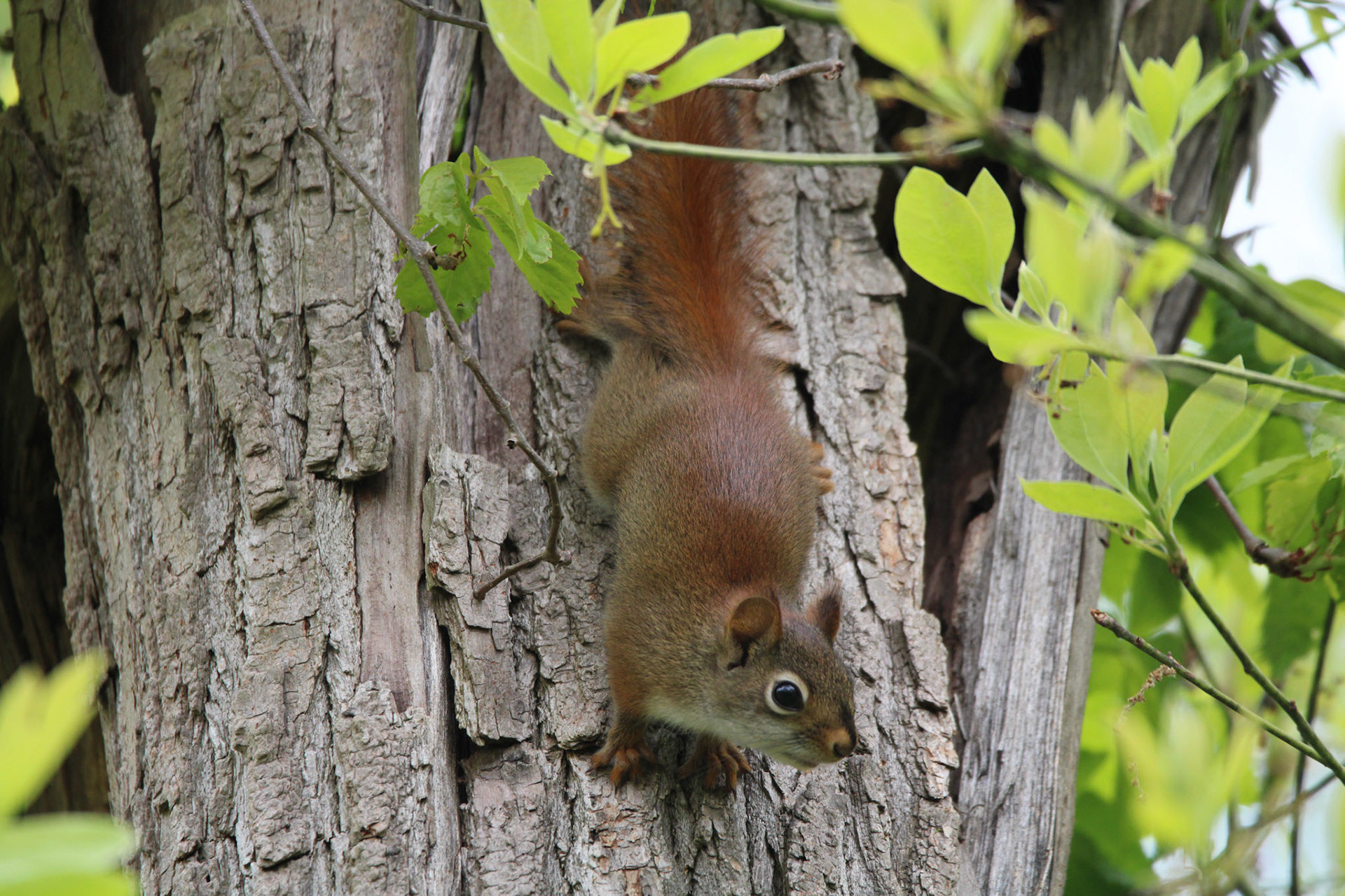 Red Squirrel