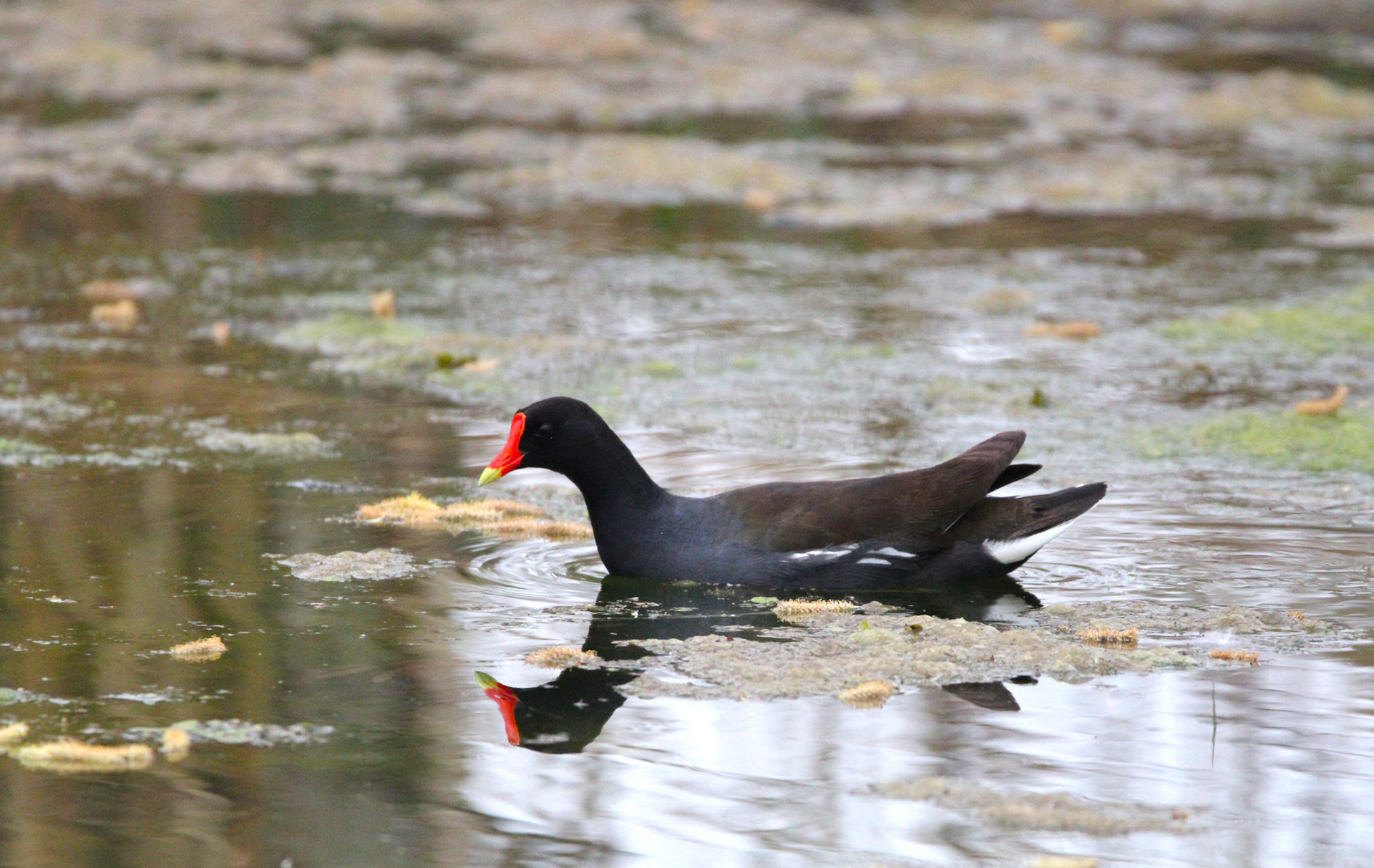 Common Gallinule