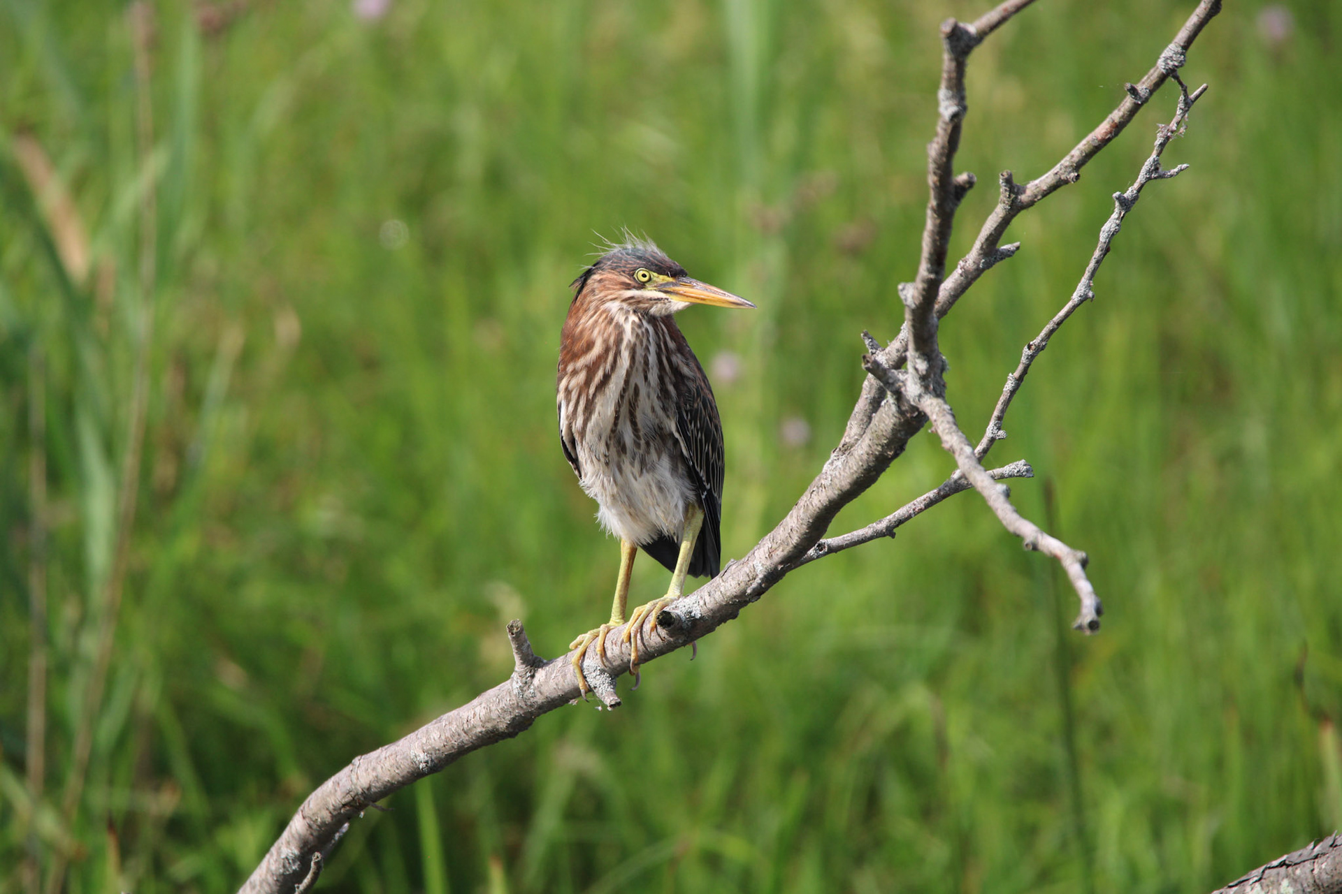 Green Heron