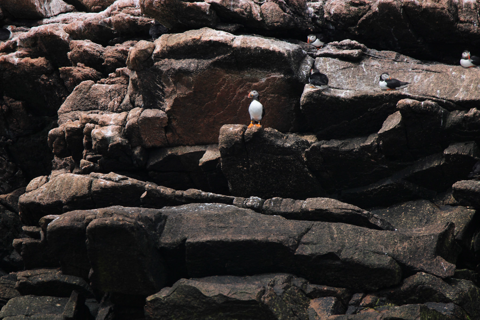 Atlantic Puffin