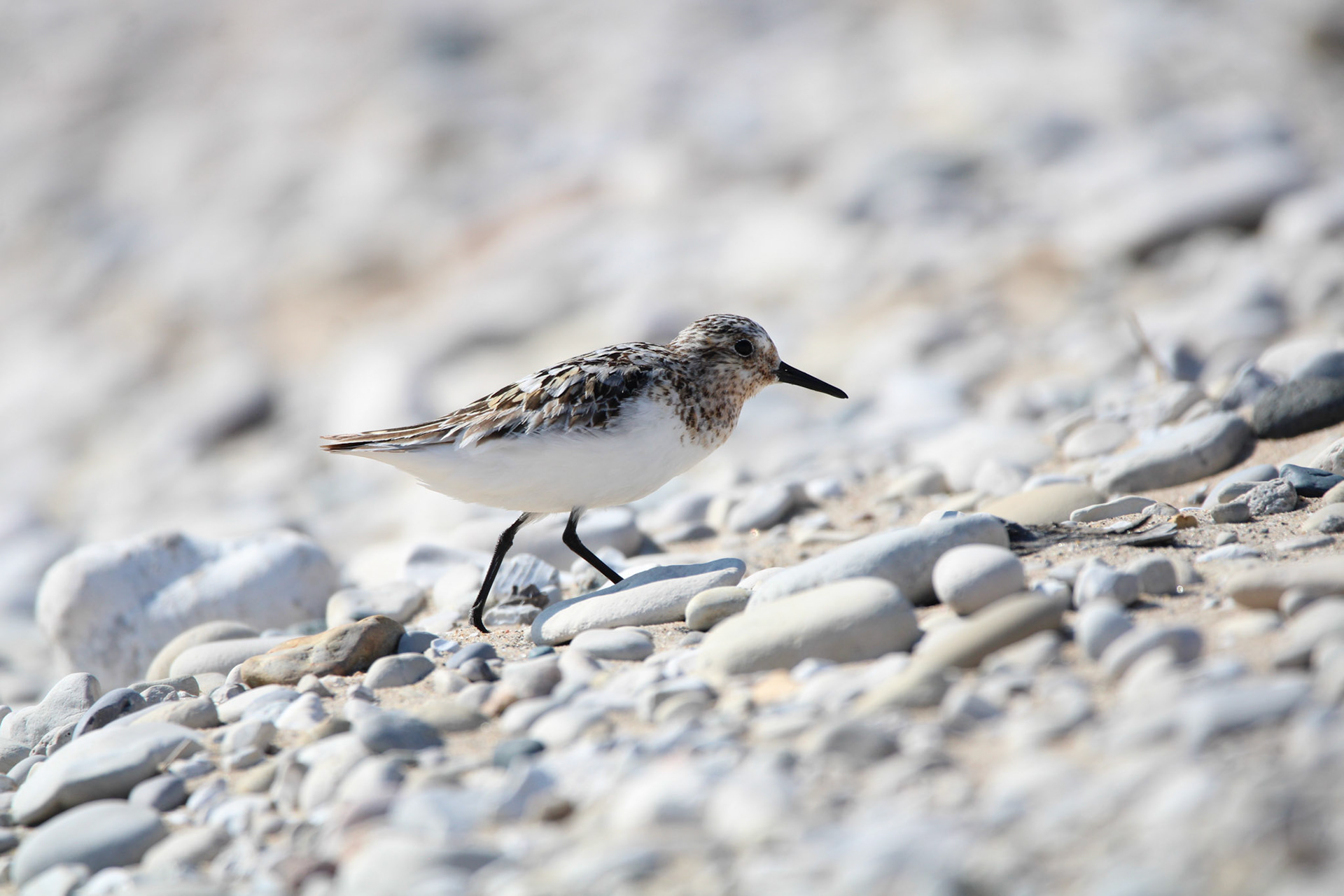 Sanderling