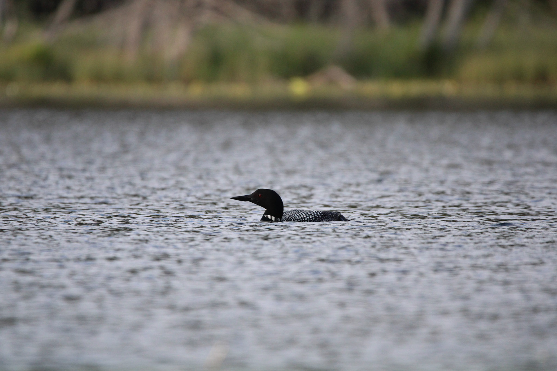 Common Loon