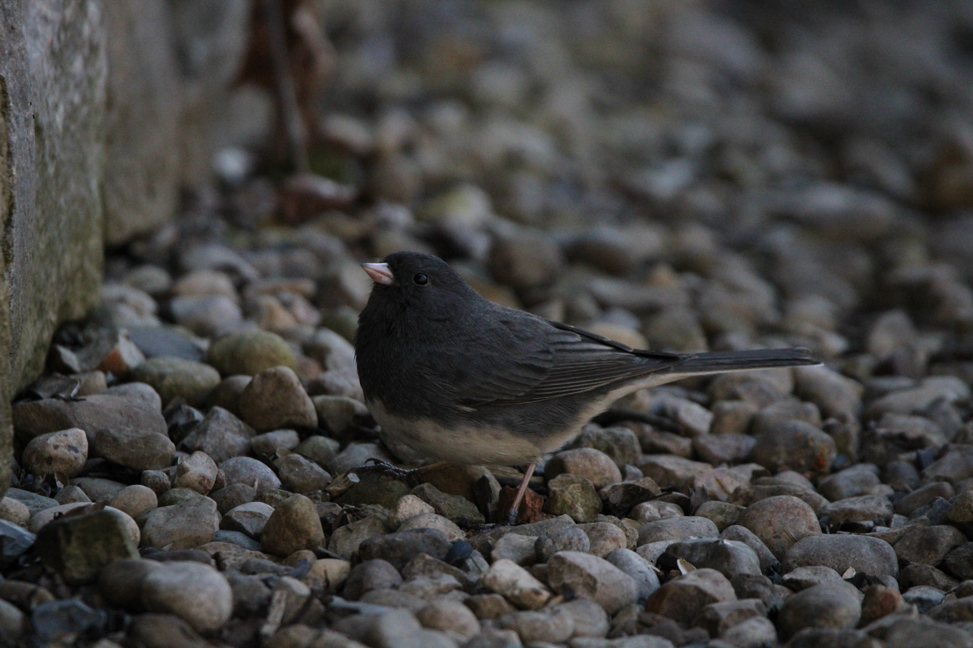 Dark-eyed Junco
