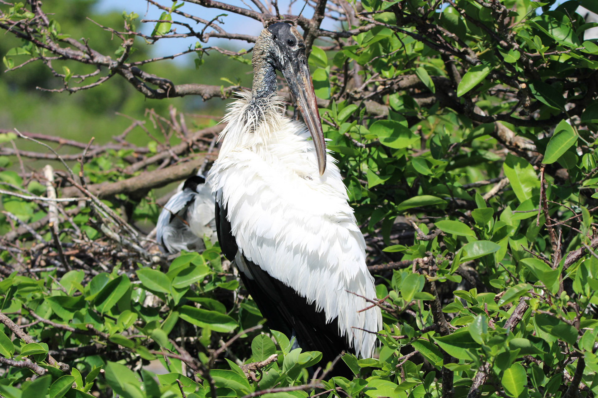 Wood Stork - Wakodahatchee Wetlands