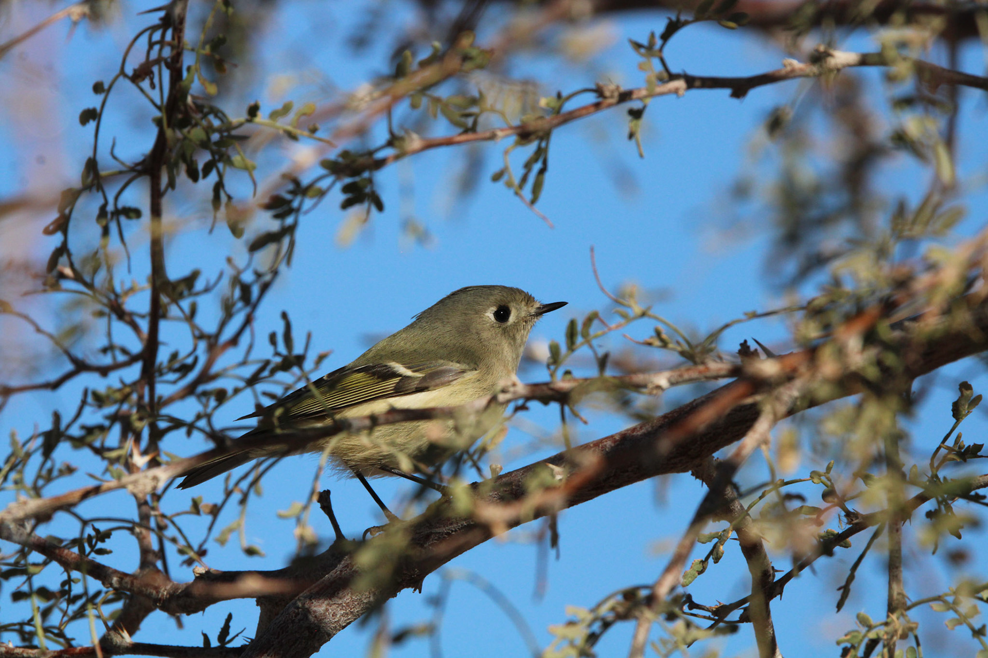 Ruby-crowned Kinglet