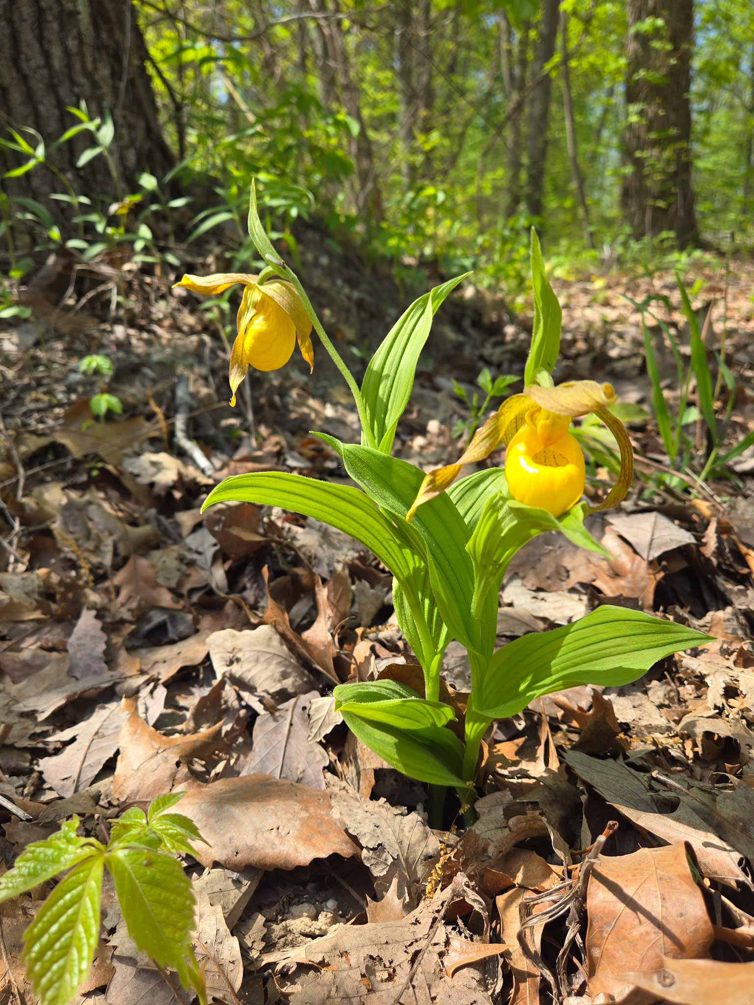 Yellow Lady's Slipper