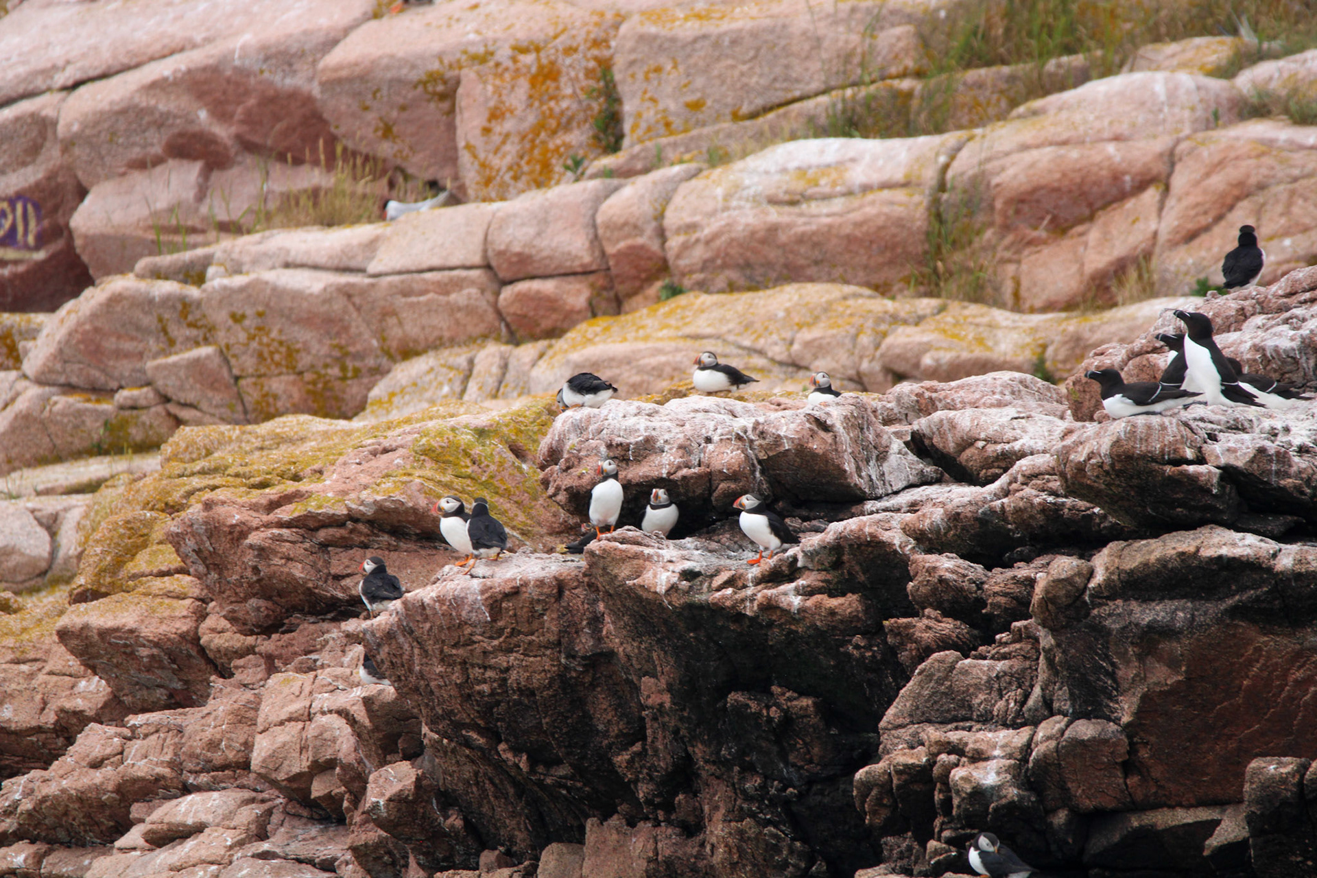Sea Birds Petit Manan