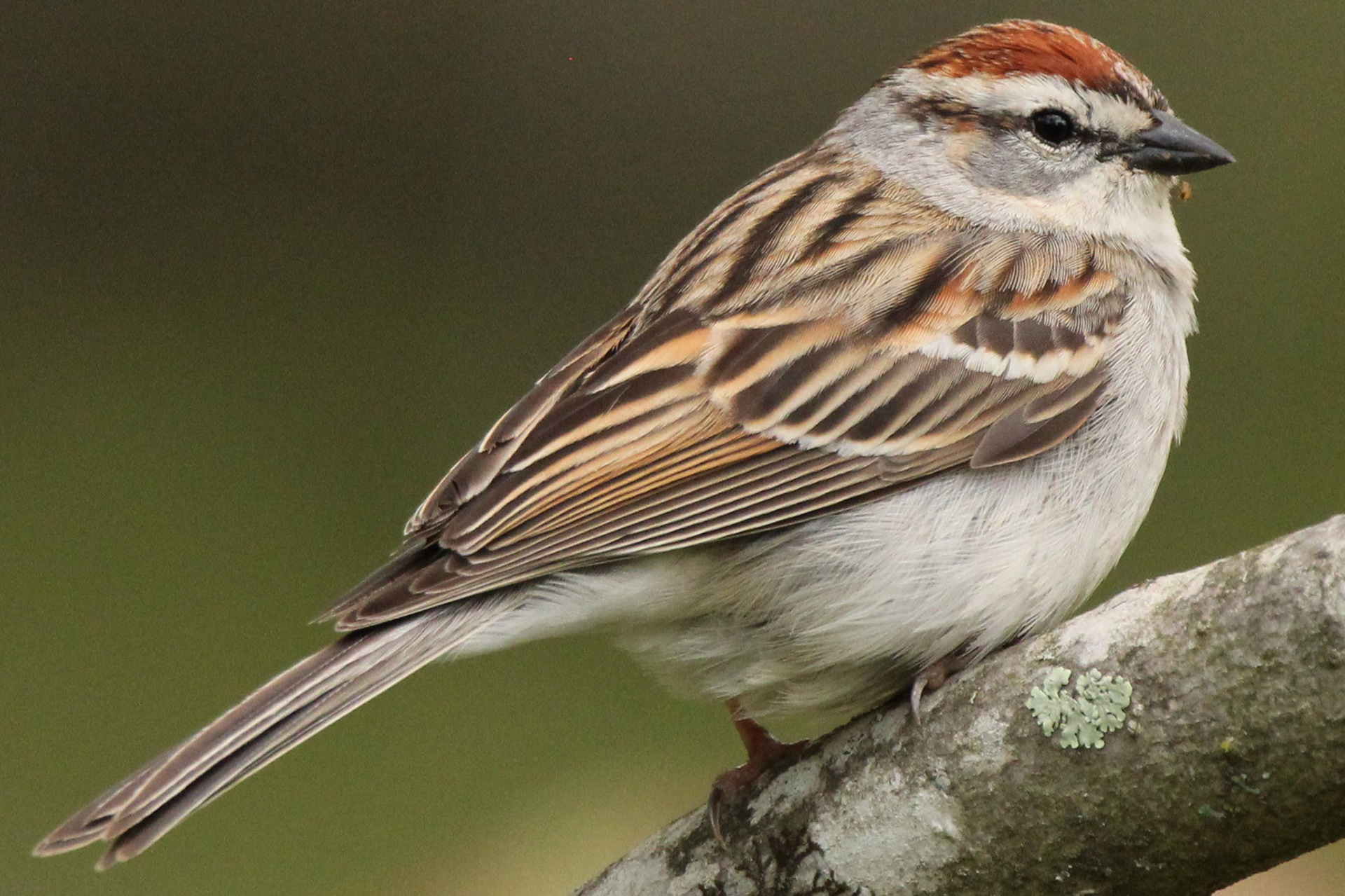 Chipping Sparrow