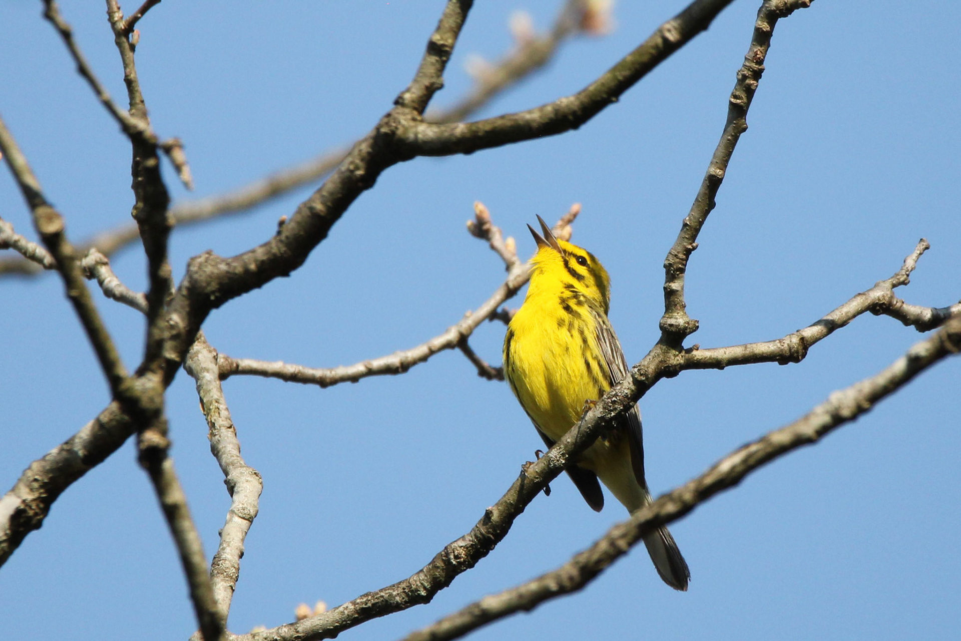 Prairie Warbler