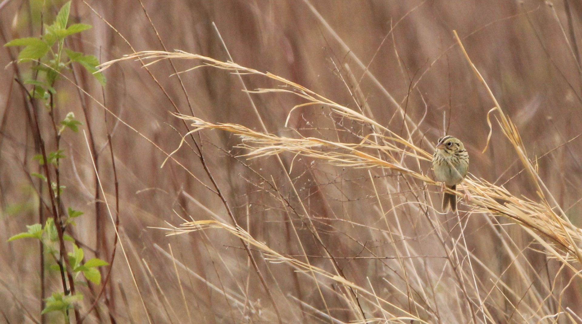 Henslow's Sparrow