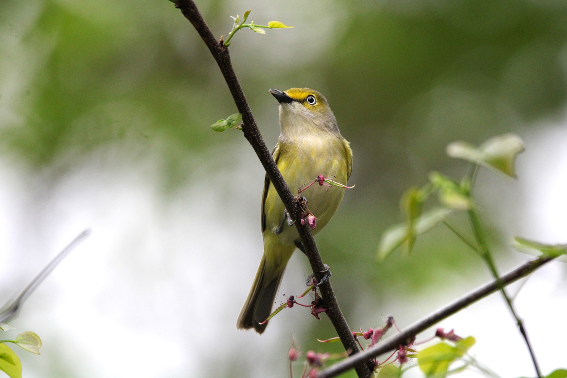 White-eyed Vireo