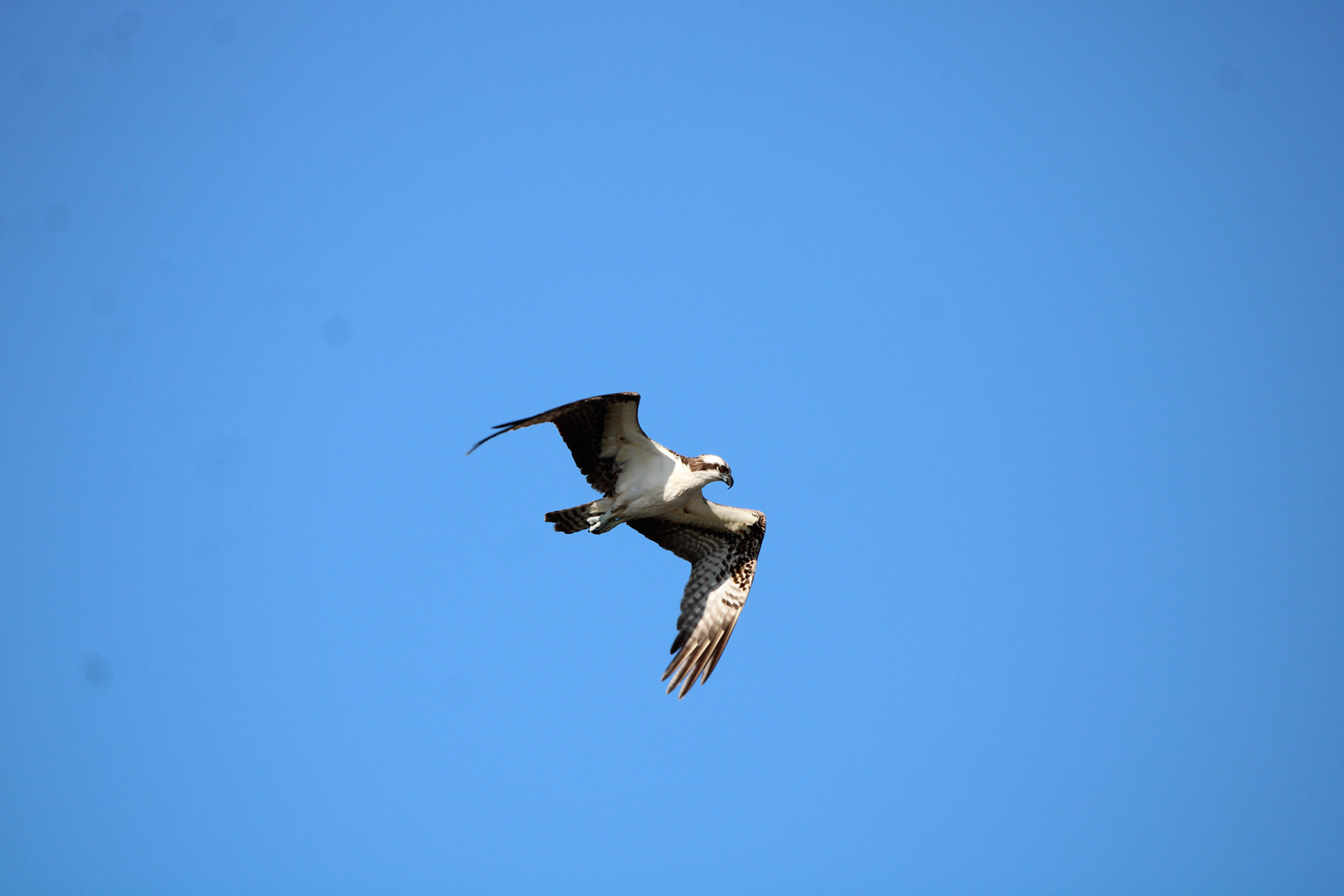 Osprey
