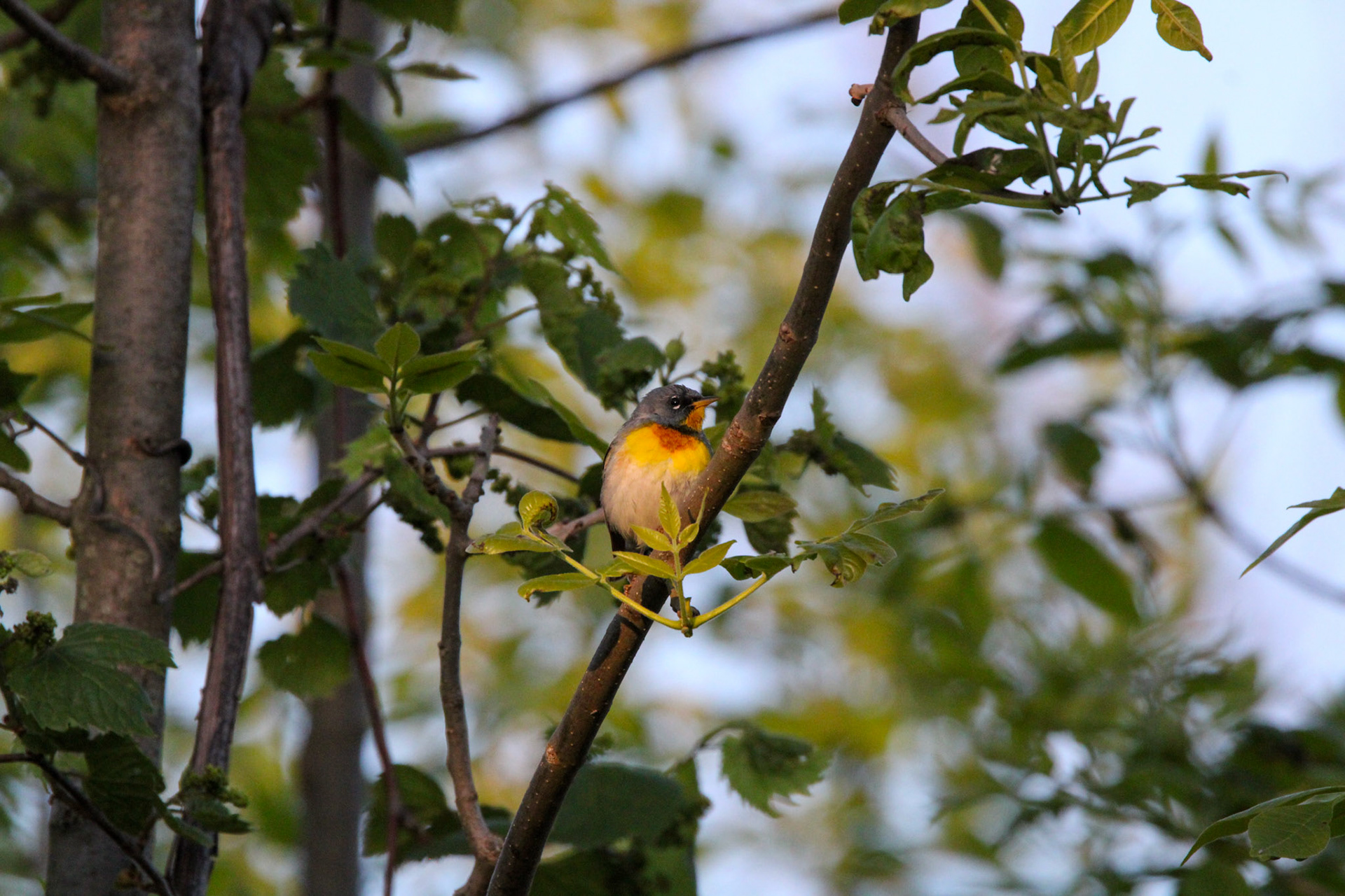 Northern Parula