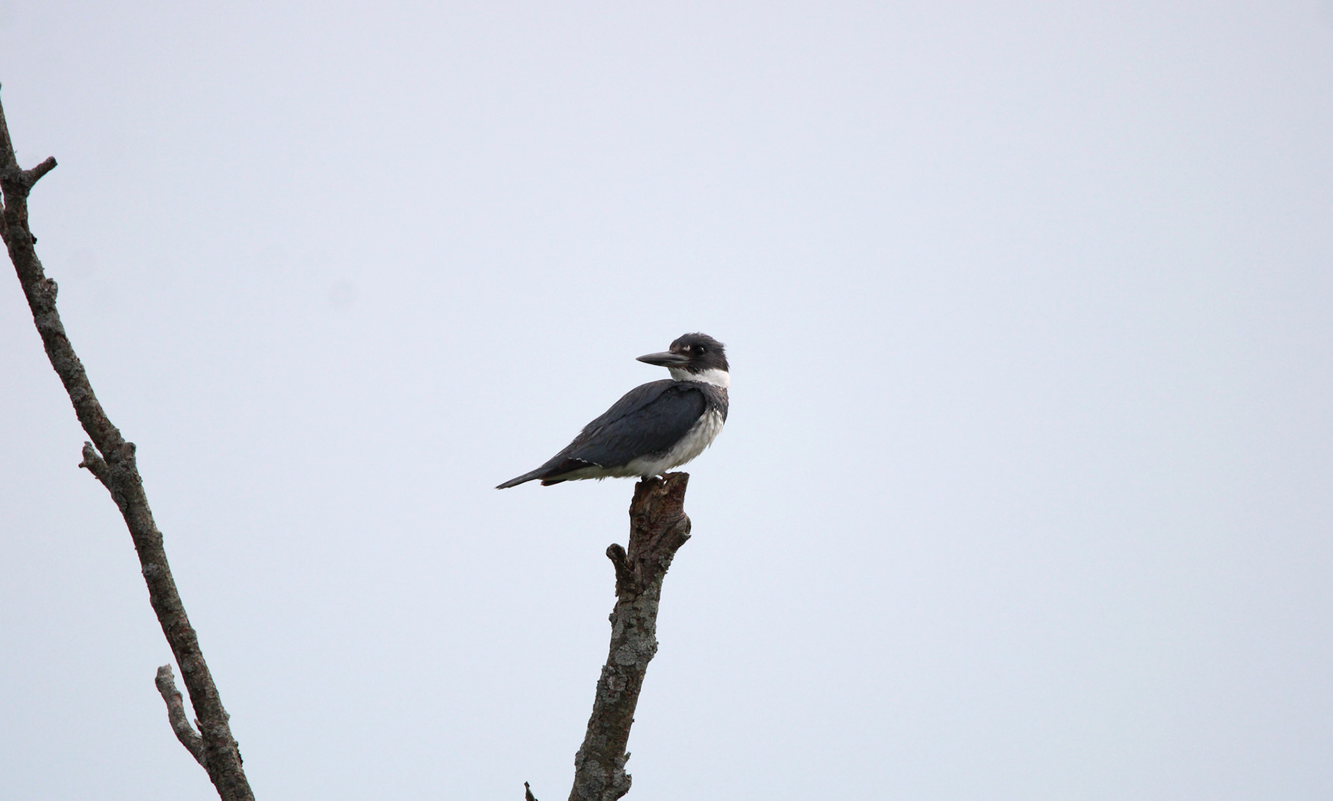 Belted Kingfisher
