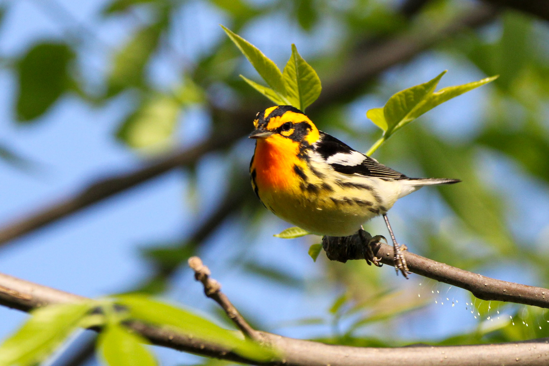 Blackburnian Warbler