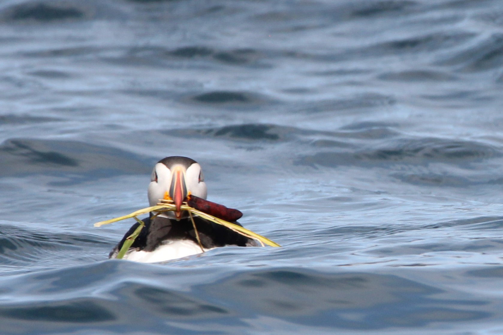 Atlantic Puffin