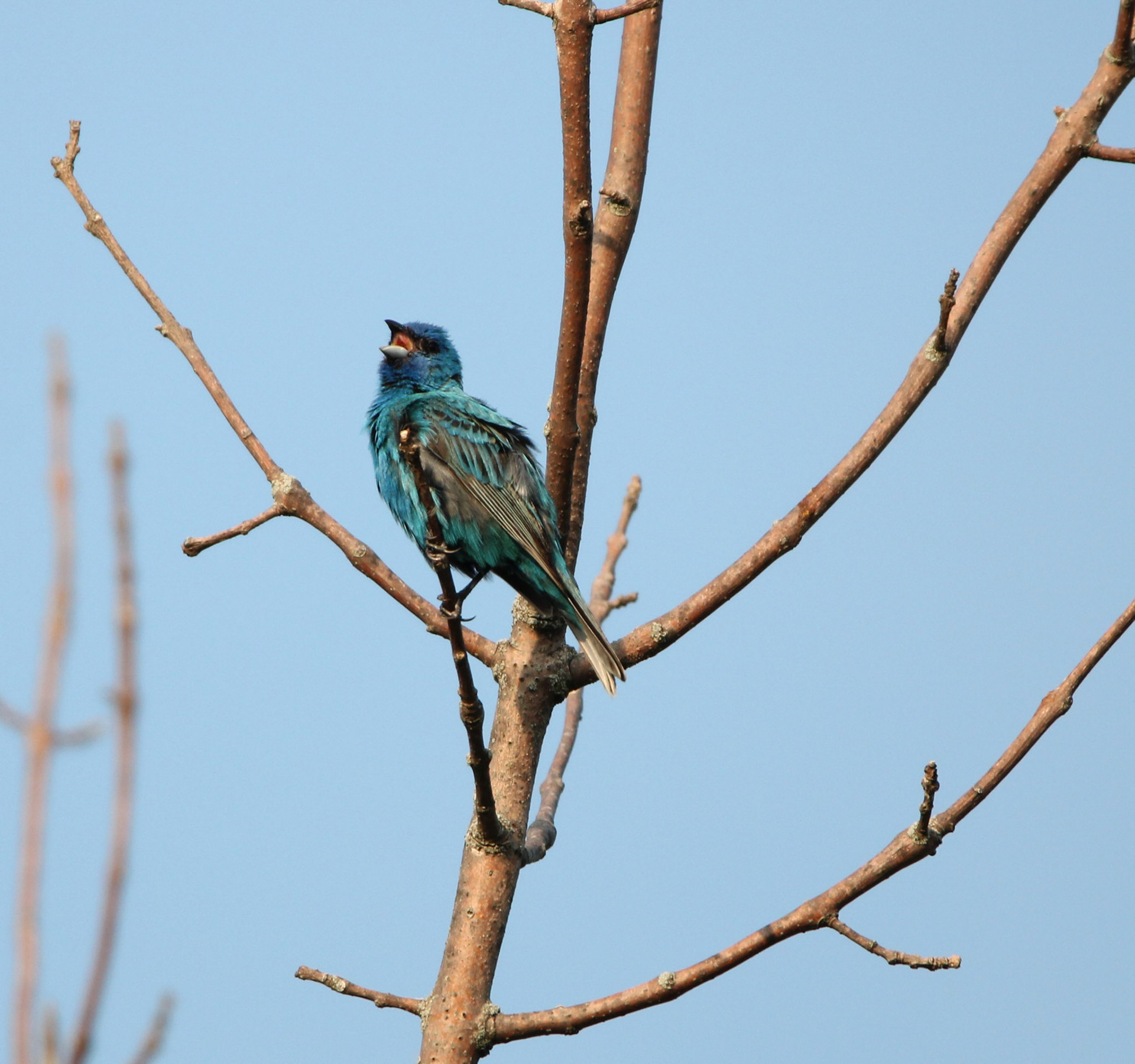 Indigo Bunting