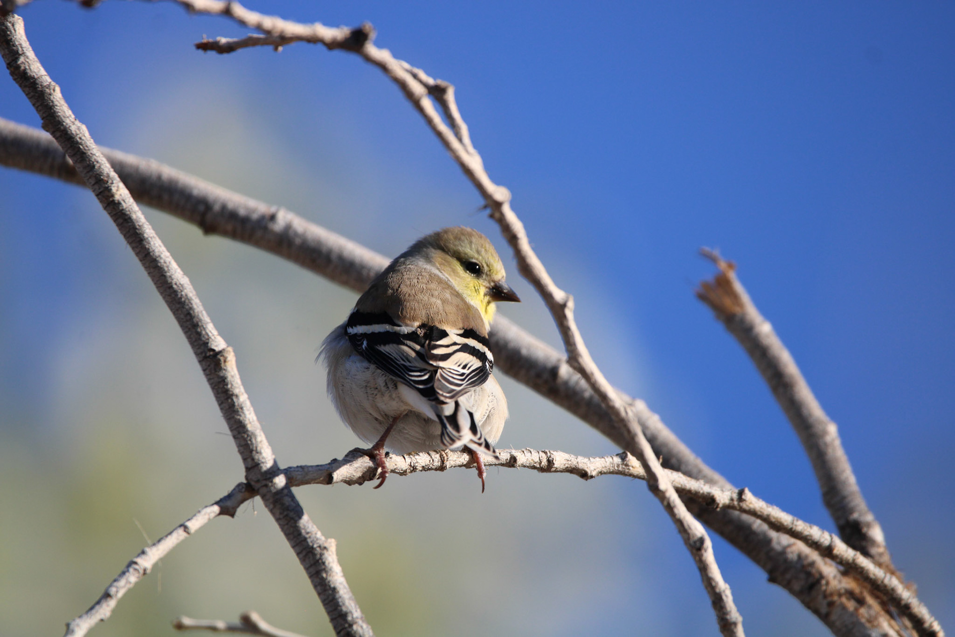 Lesser Goldfinch