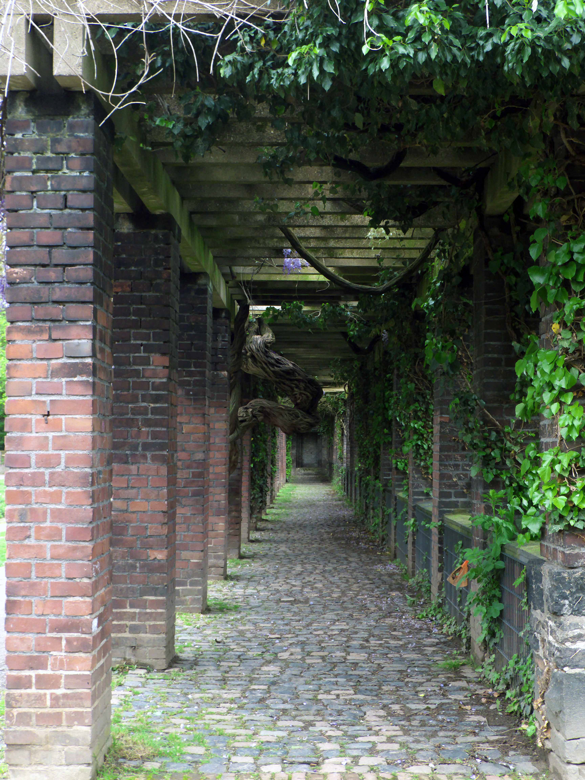 Blauregen Pergola