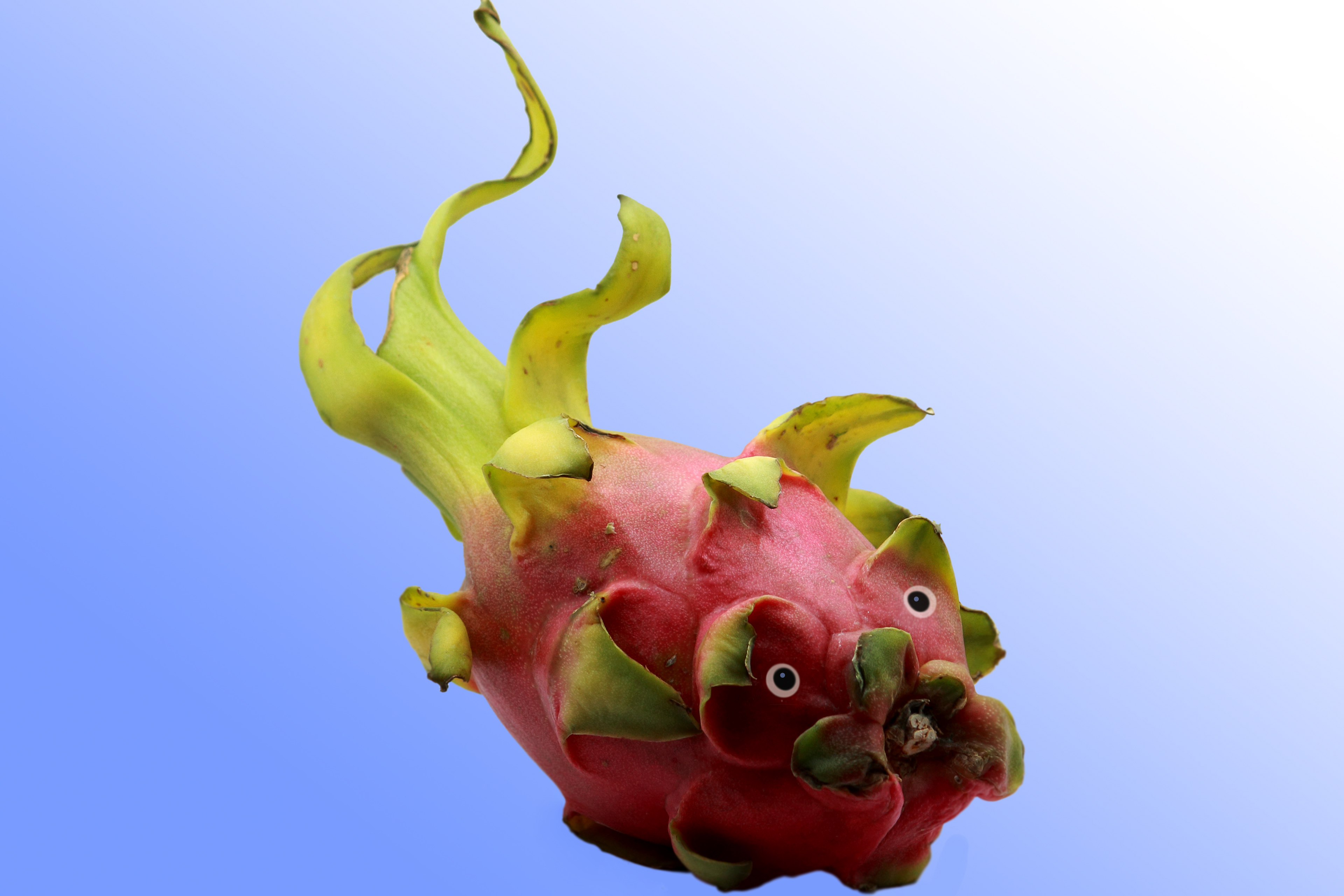Dragon Fish