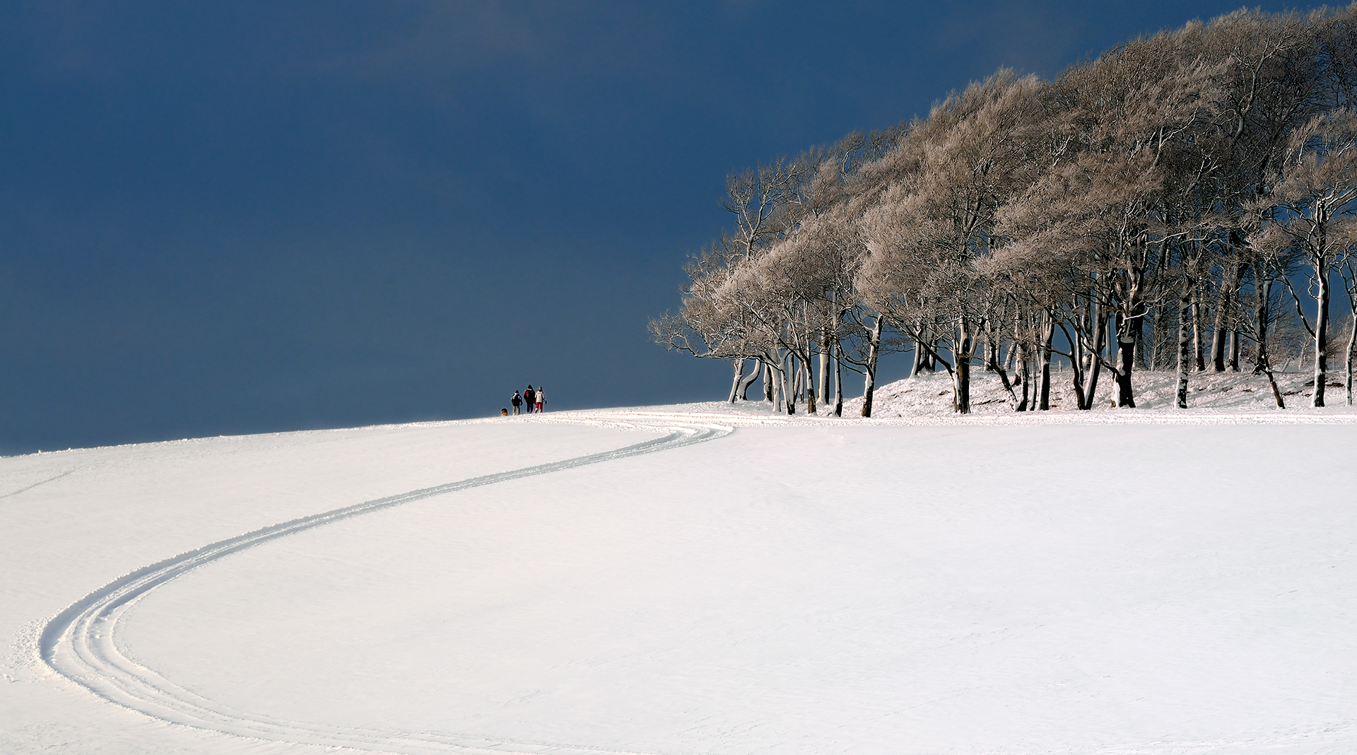 Chanctonbury Ring