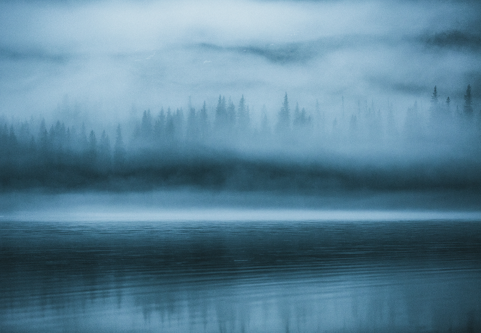 Hidden Forest