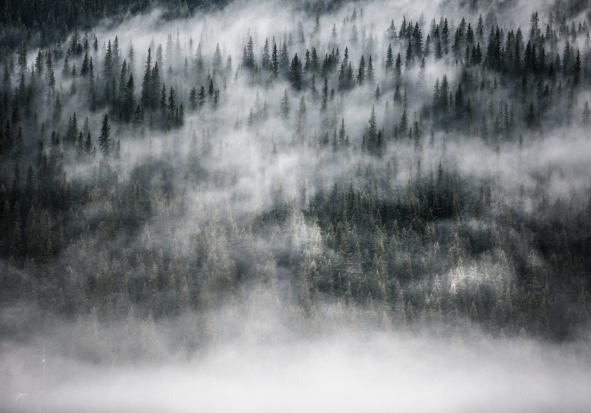 Fay Forest