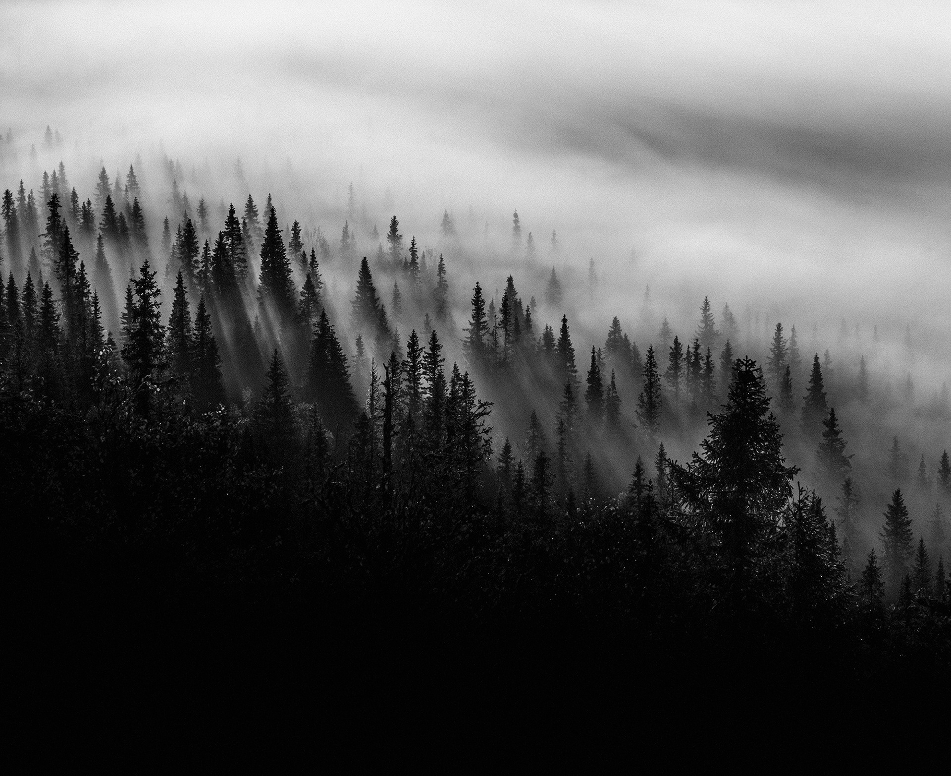 Misty Trees