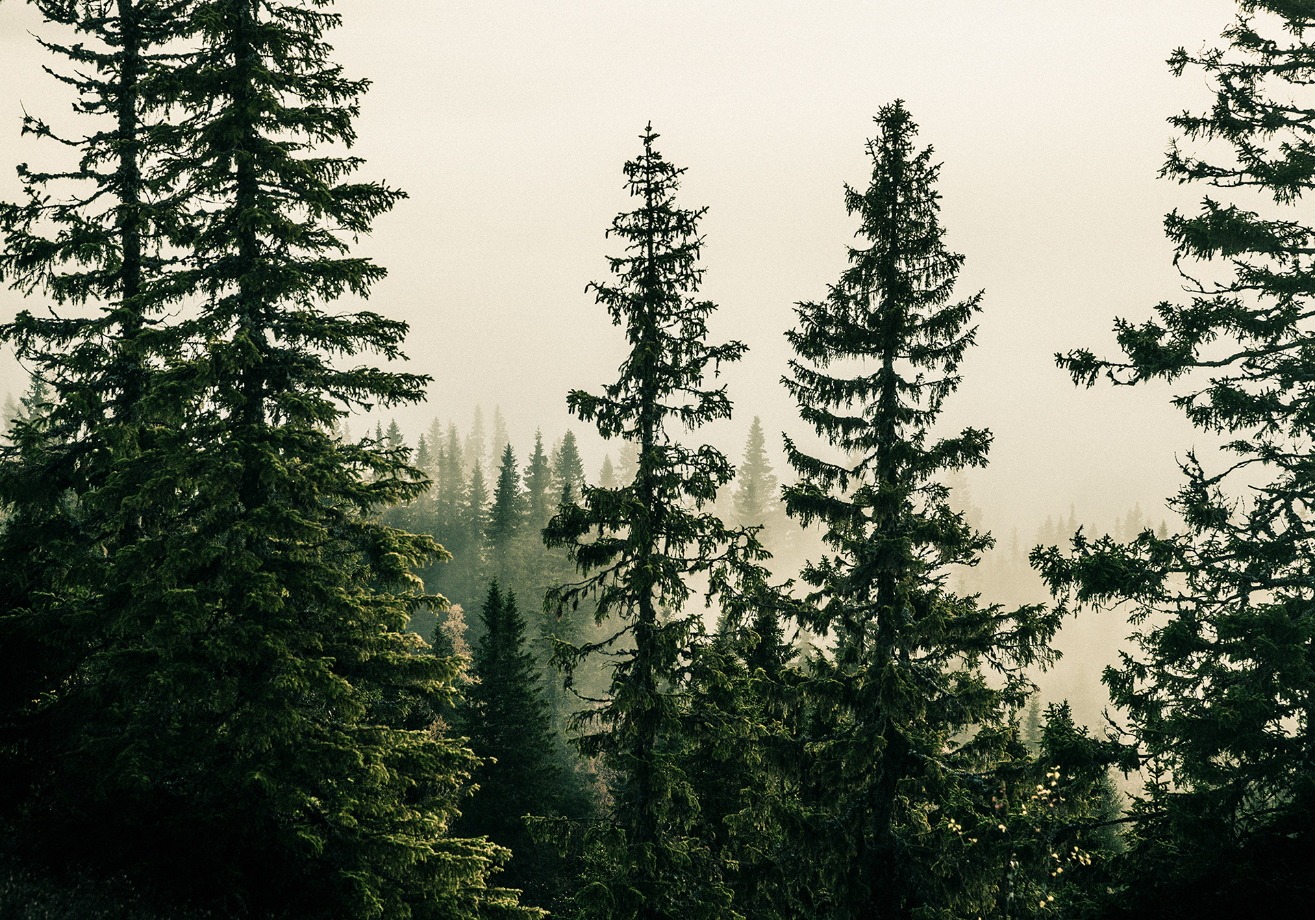 Picea Abies