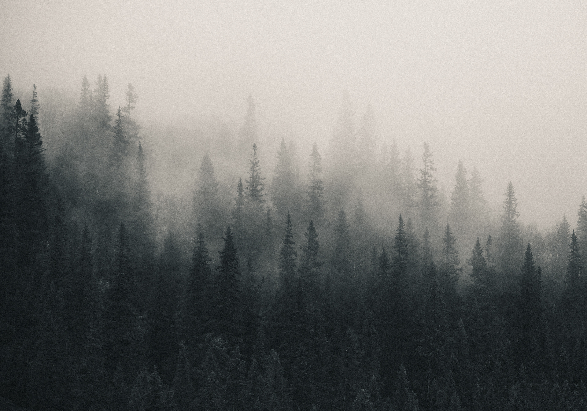 Fading Mist