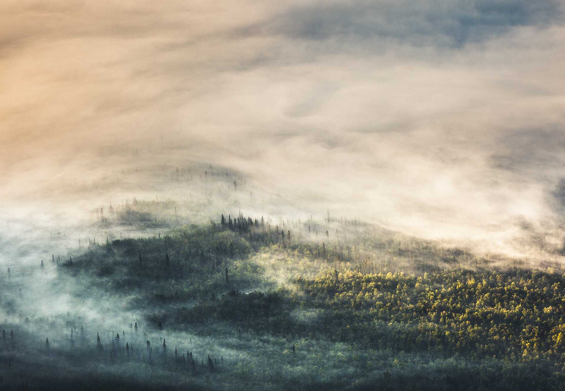 Morning Woods