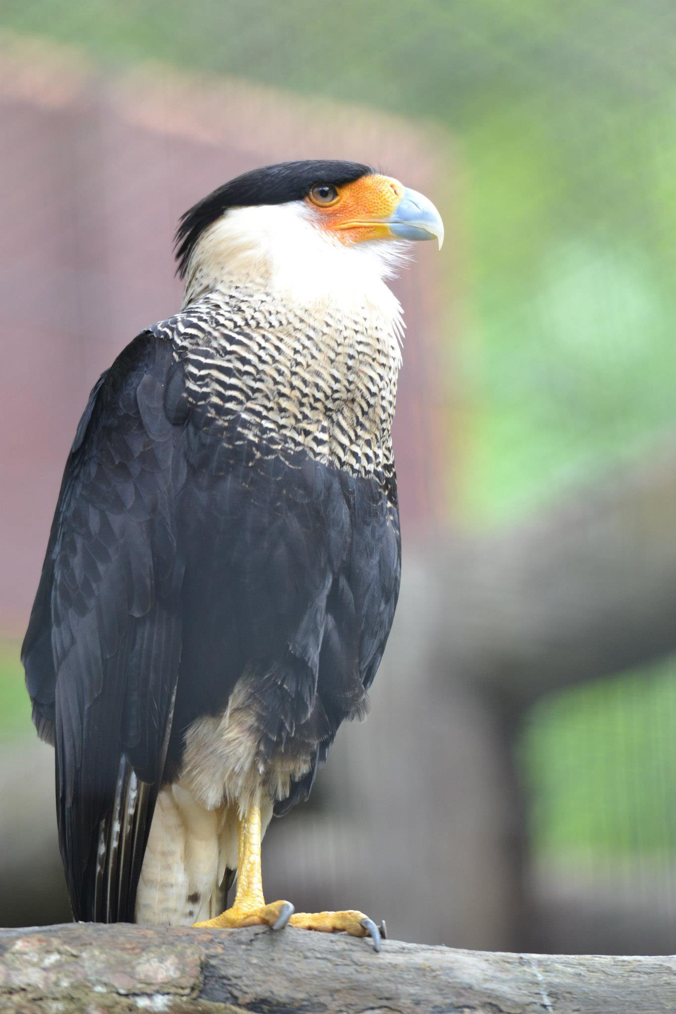 Caracaracaracaracara