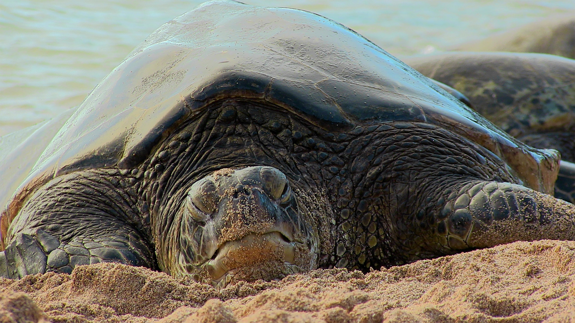 Resting Turt Face