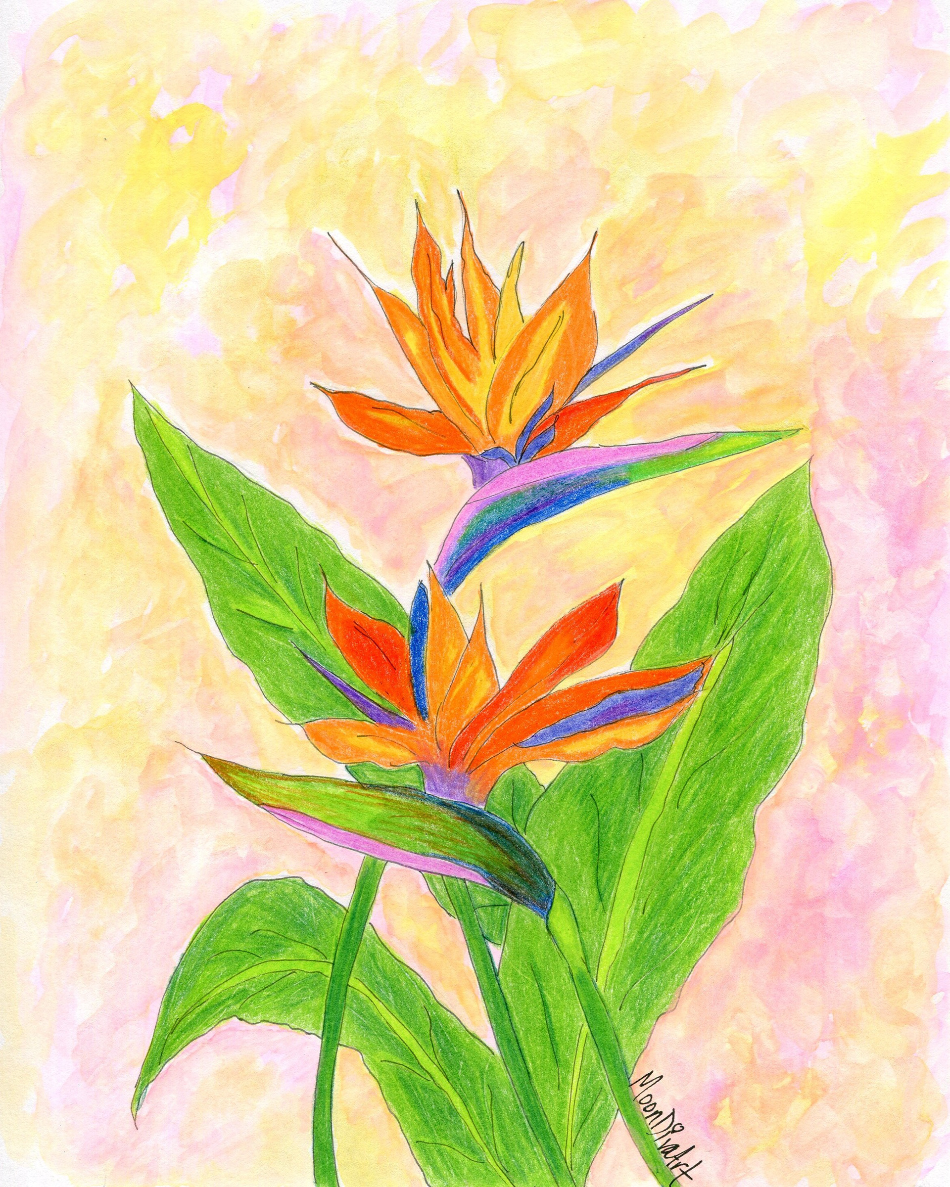 Bird of Paradise - watercolor