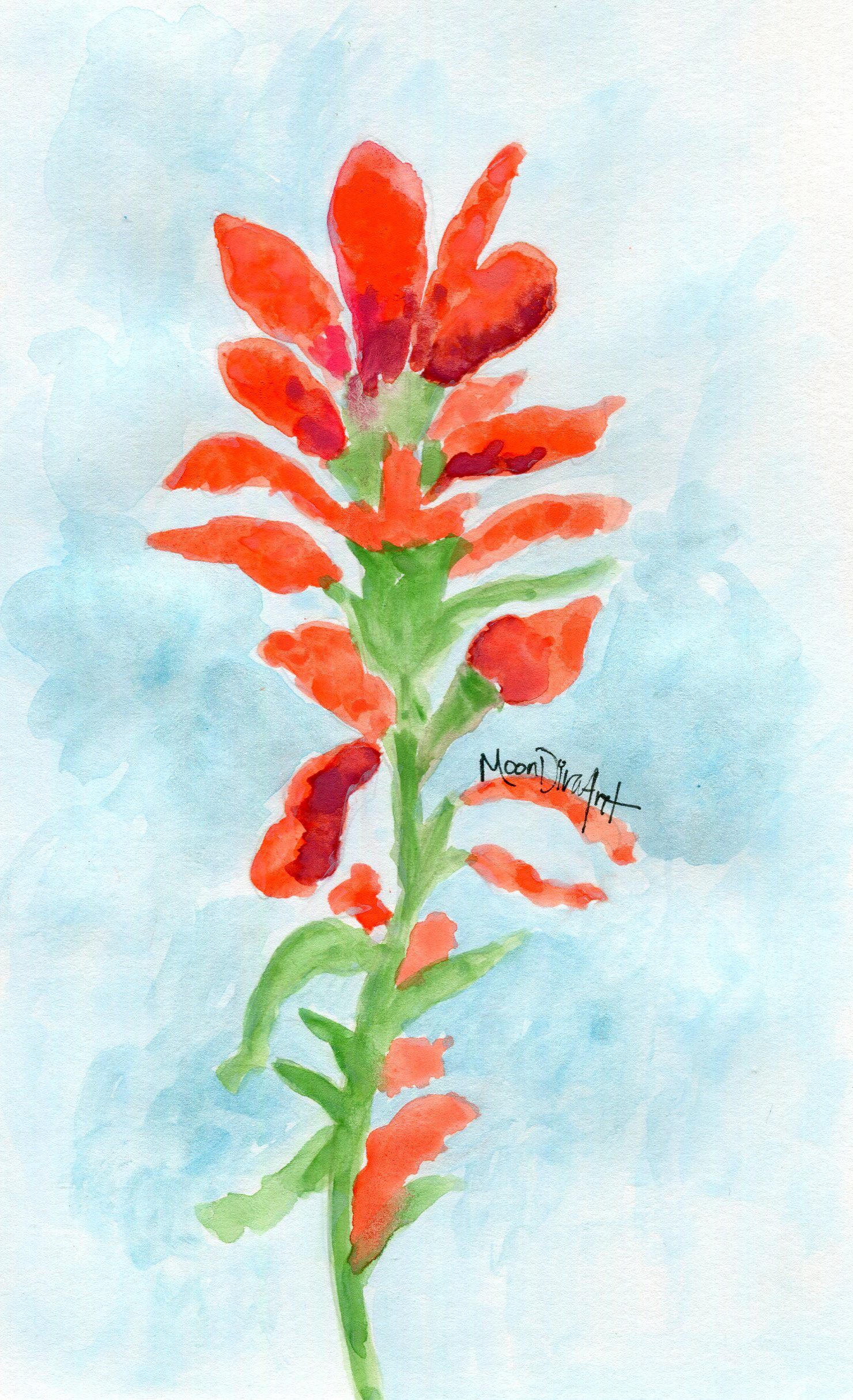 Indian Paintbrush - watercolor