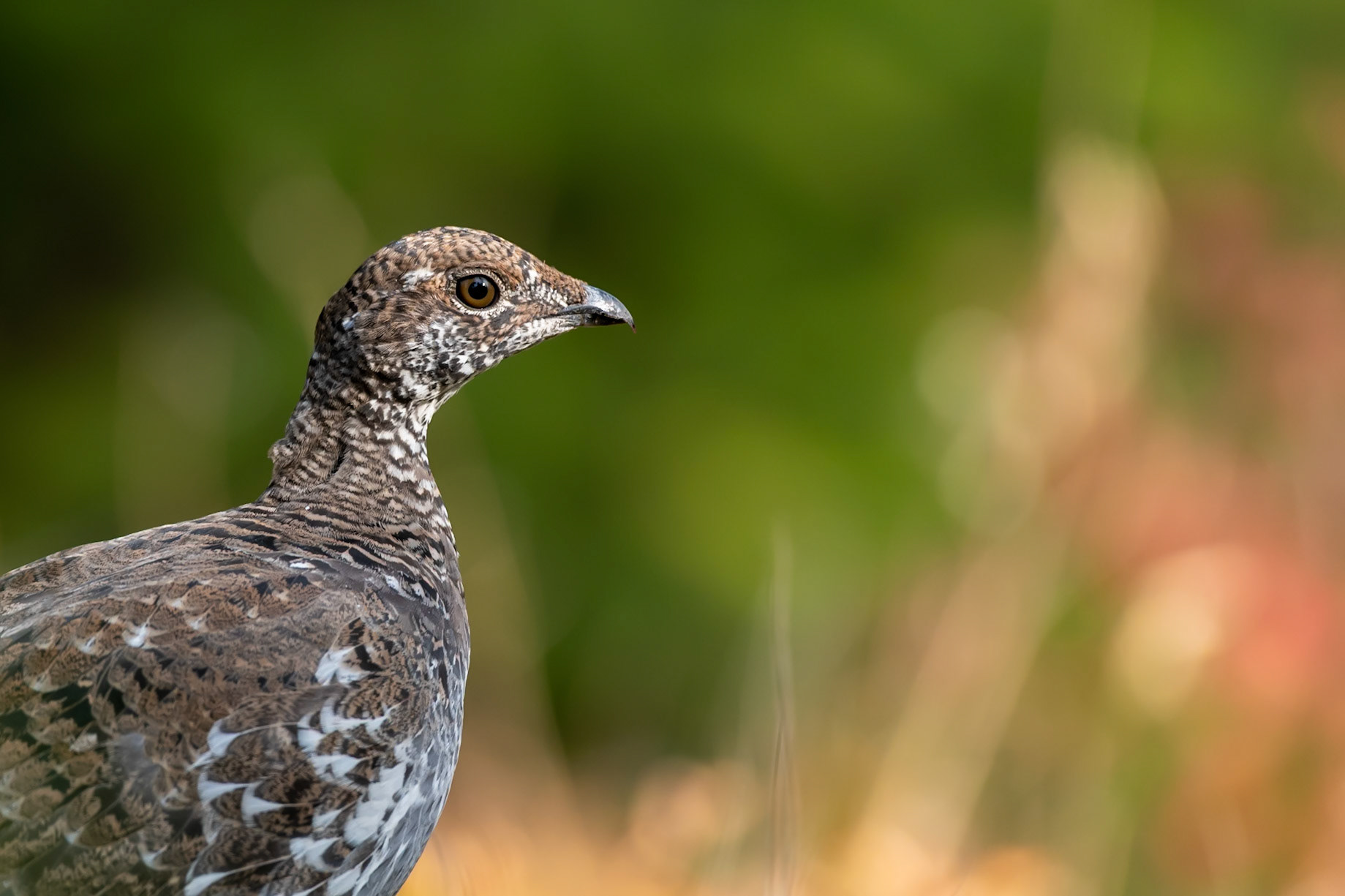 Lola National Forest, MT