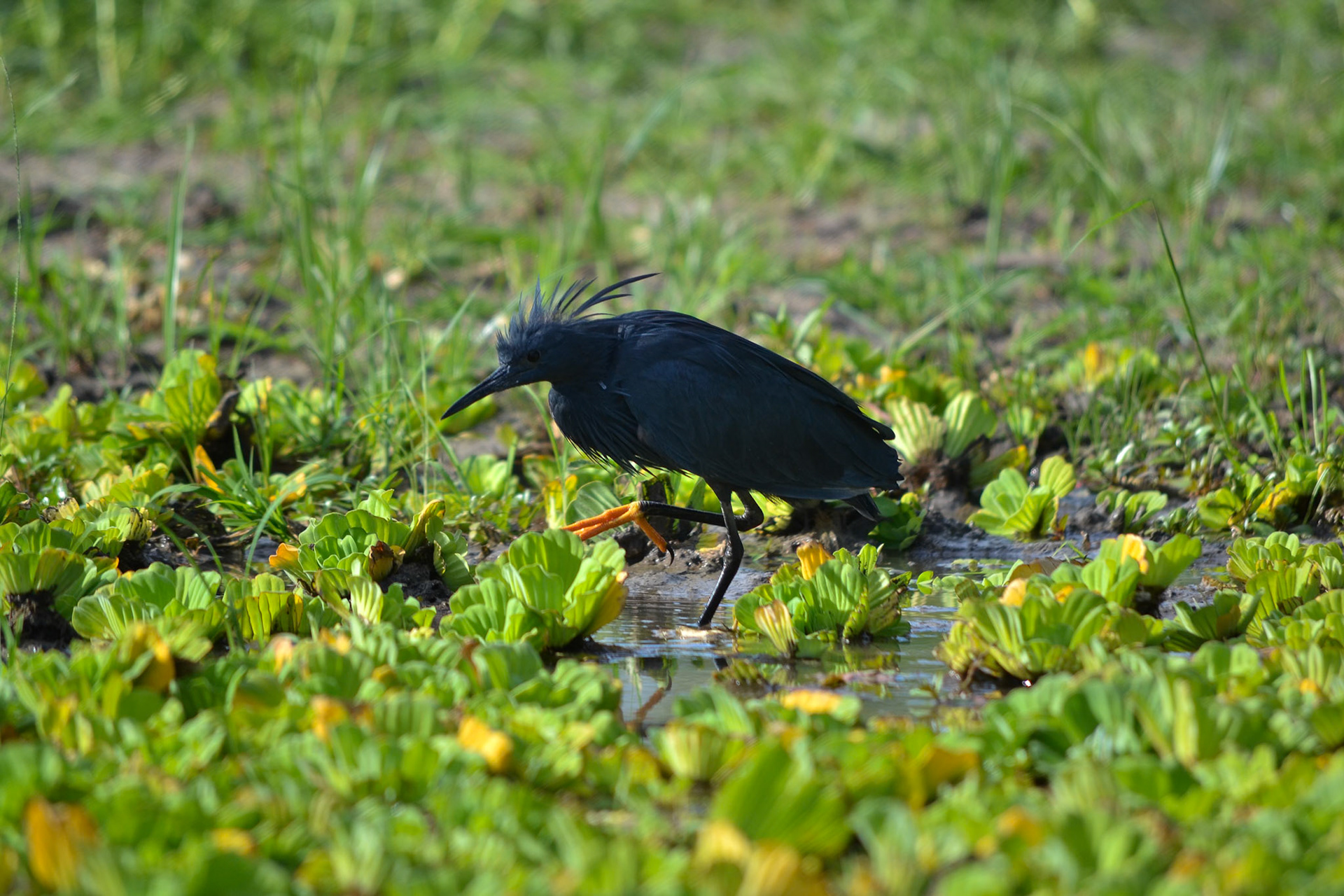 Selous Game Reserve, Tanzania